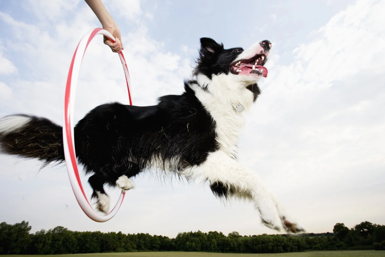 Basic Pet Manners Training New York City Dog Manners Training Near Me basic-pet-manners-training-new-york-city-dog-manners-training-near-me