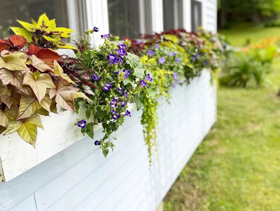 If you would like flowers this week and/or for Mother&rsquo;s Day, please pre-order by Wednesday, 5/8 at 3 PM.  In addition, this Saturday, 5/11 from 11 AM-2 PM, Barred Owl Brook Farm and Kit+Syl Gardens and Florals are teaming up to bring you a bota