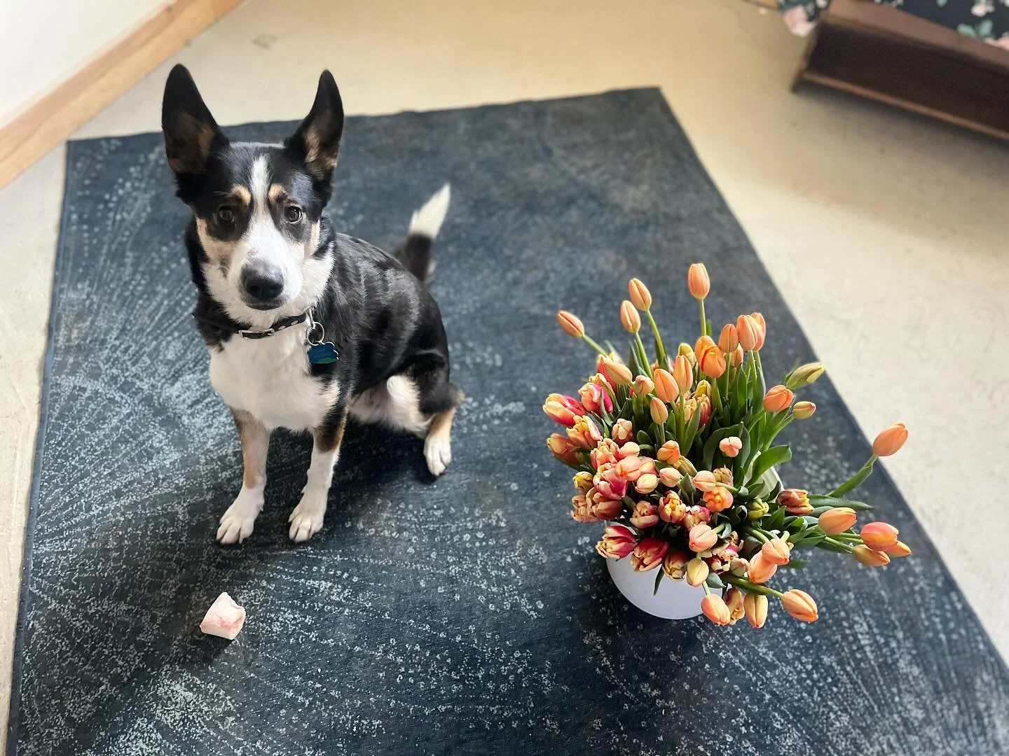 Happy happy Solstice from Lake and I!  Stop by the shop W-Sa 12-4 if you want to welcome back the light with beautiful, locally grown tulips and warm puppy cuddles.  #wintersolsticecelebration #openfortheholidays #wintersolsticeintheadk