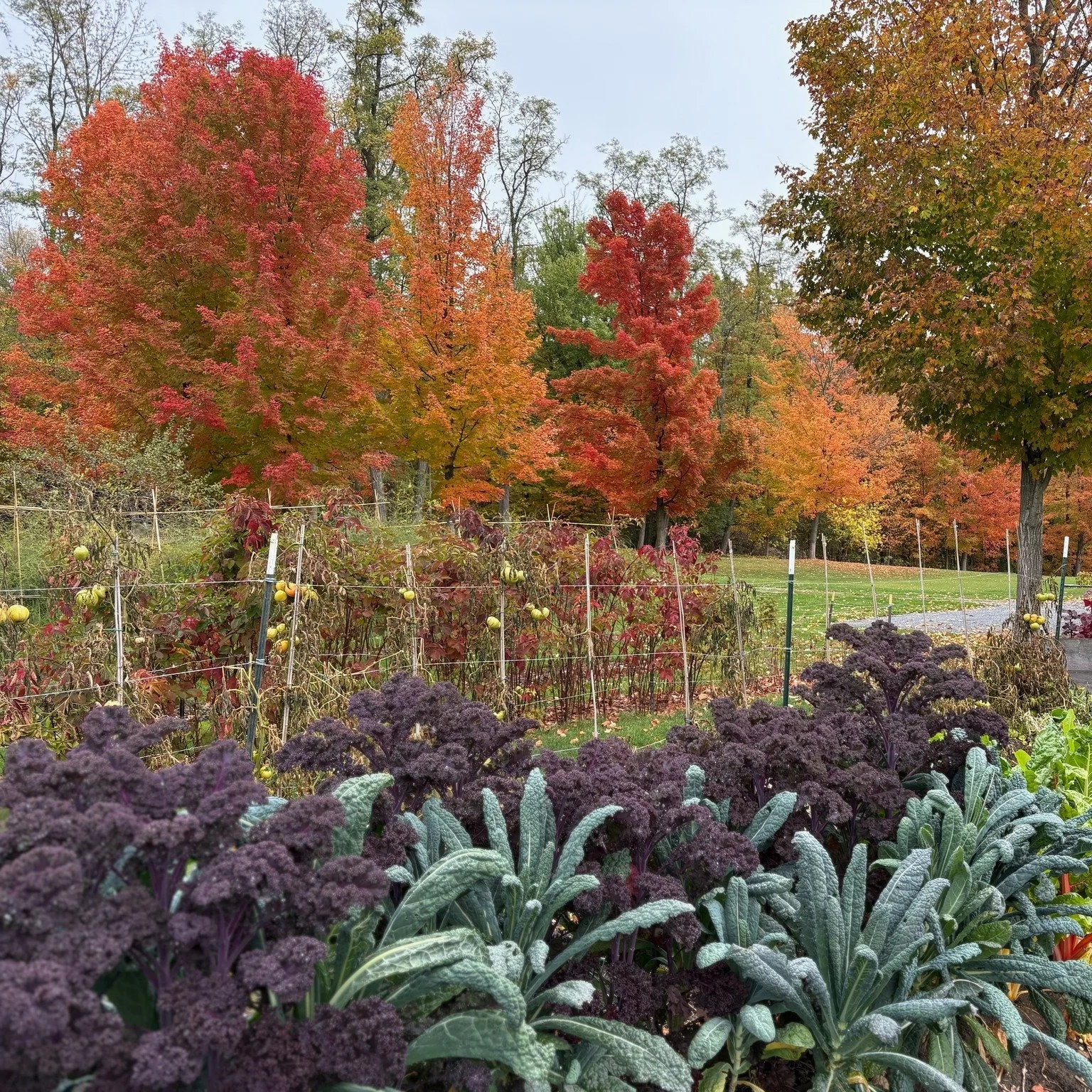 We believe your edible garden can and should look as good as the harvest tastes.  Looking forward to playing with lots of new designs this upcoming season!  #professionalgardeners #gardenmaintenanceservices #horticulturelife #plantcare #growyourfood