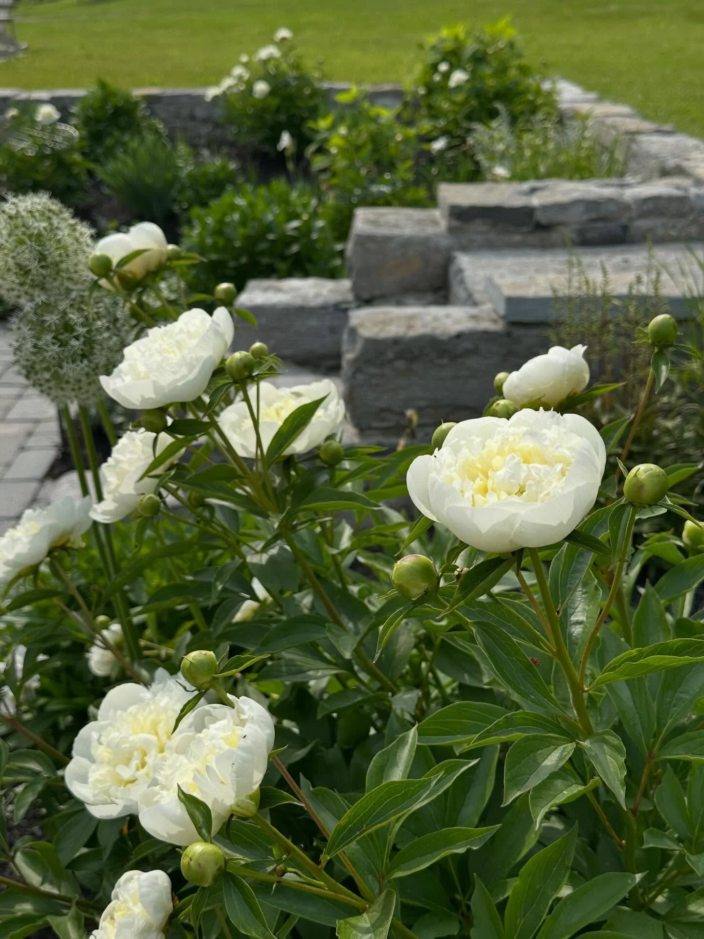 Gardens are not just for the sun!  Consider planting white blooms and silvery foliage for tones that catch the moonlight during warm summer nights.  #moonlightgarden #adirondackgarden #champlainvalleybusiness #womanownedsmallbusiness  #growyourownflo