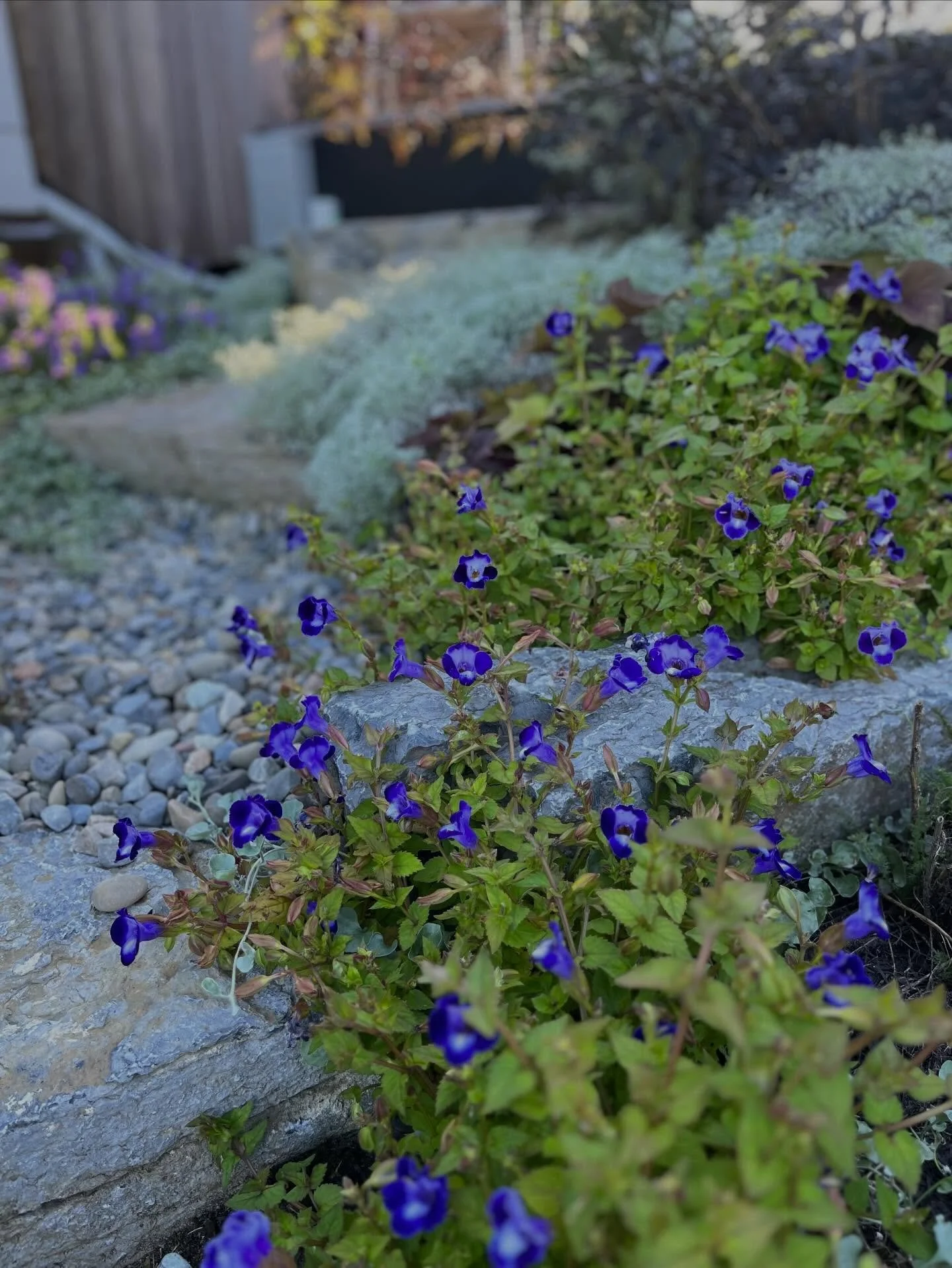 NOW HIRING FOR THE 2026 SEASON

Kit+Syl Gardens and Florals is excited to be hiring for the upcoming 2026 gardening season. We are seeking motivated, dependable independent contractors to join our team in both maintenance and management roles.
These 