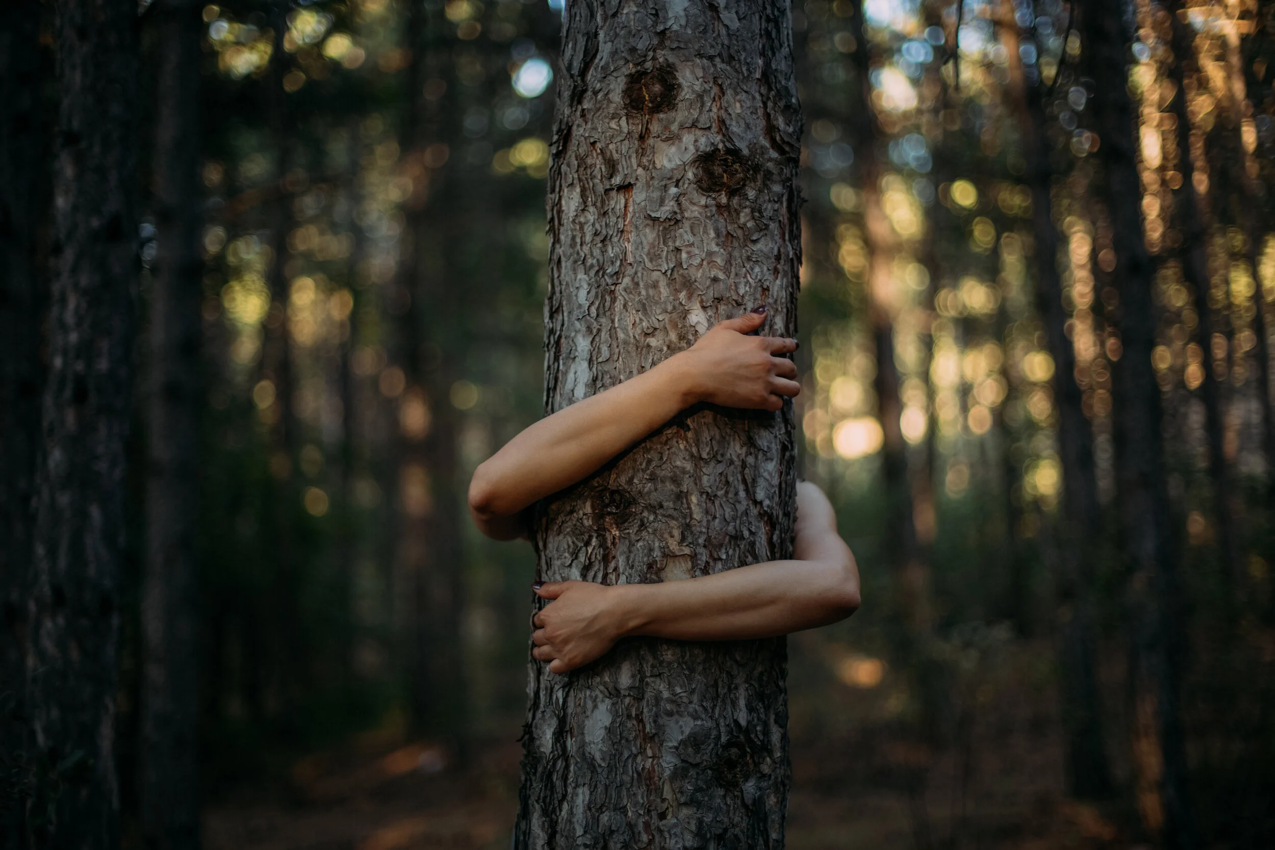 Closeup Hands of Woman Hugging Tree