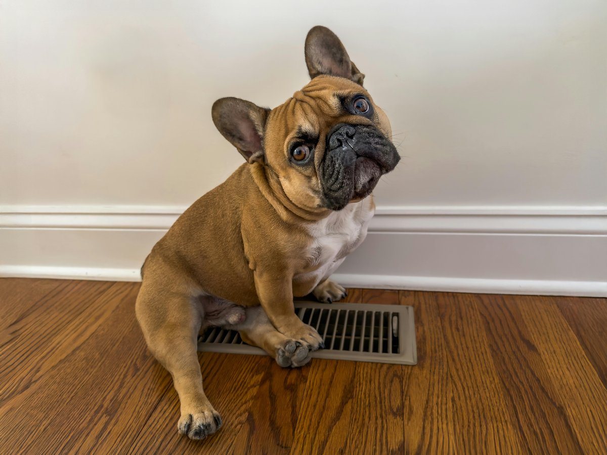 dog sitting on vent.png