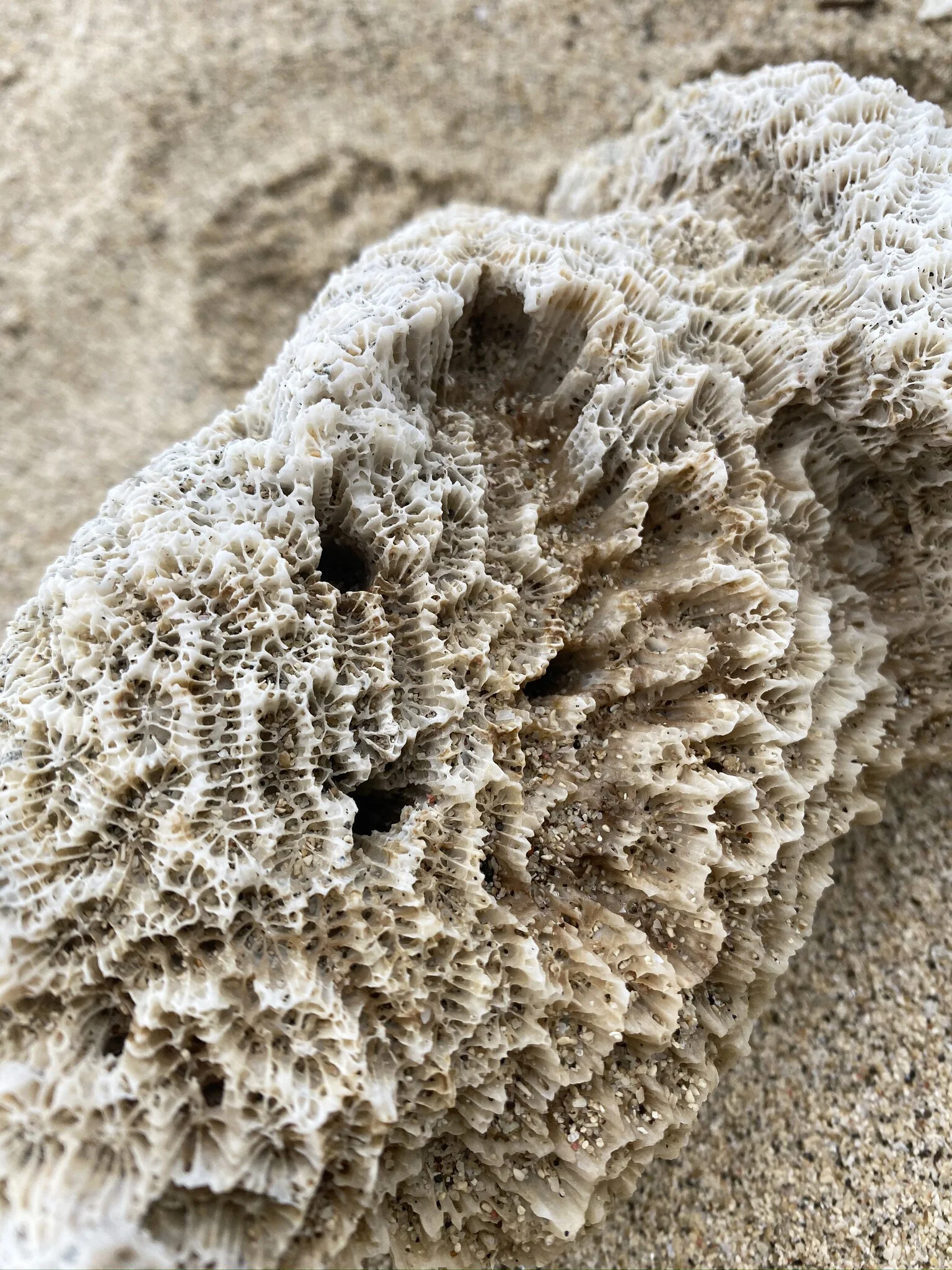 Close-up of a beige coral on sandy beach