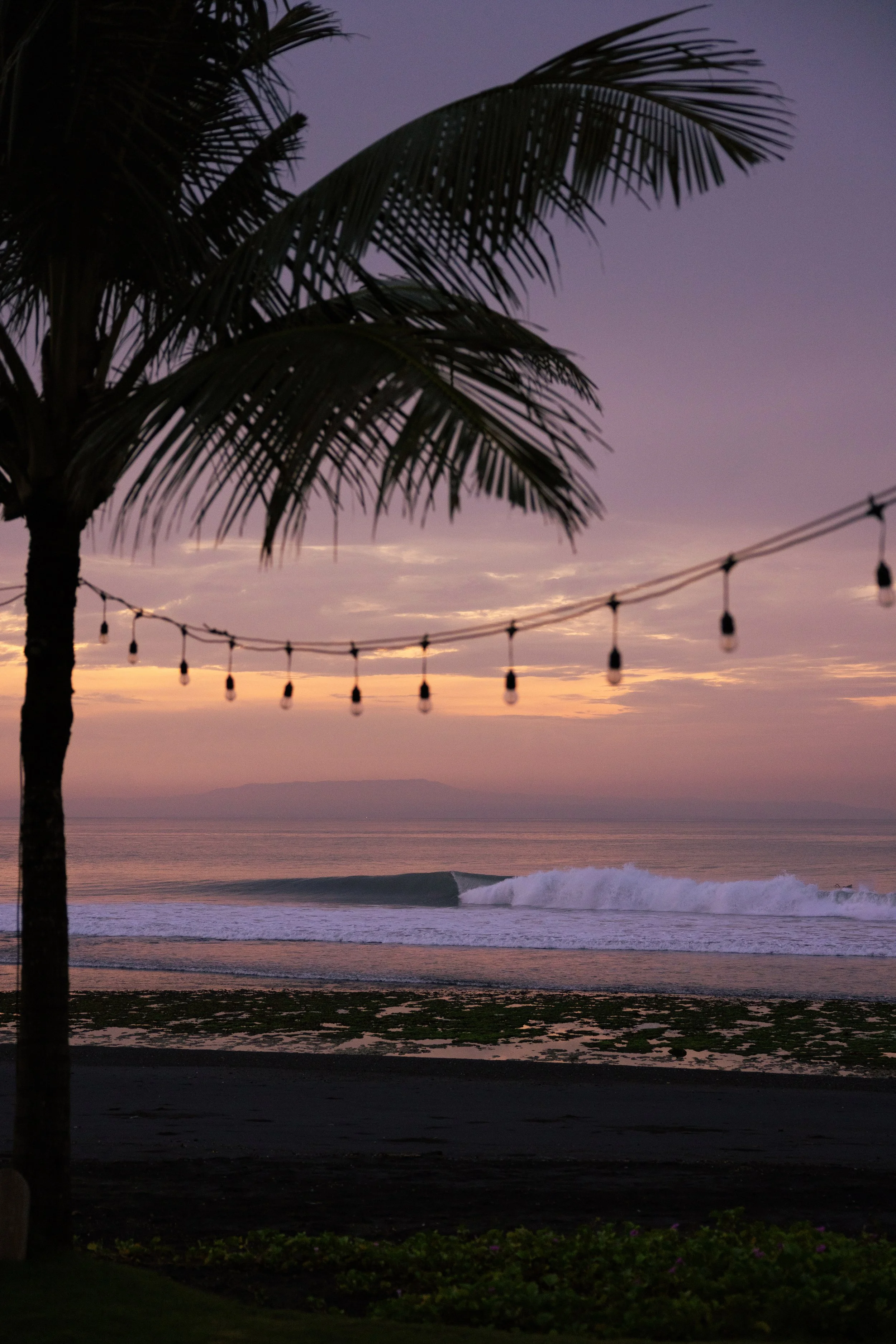 Bali 25 x Ozzy Palms -.jpg