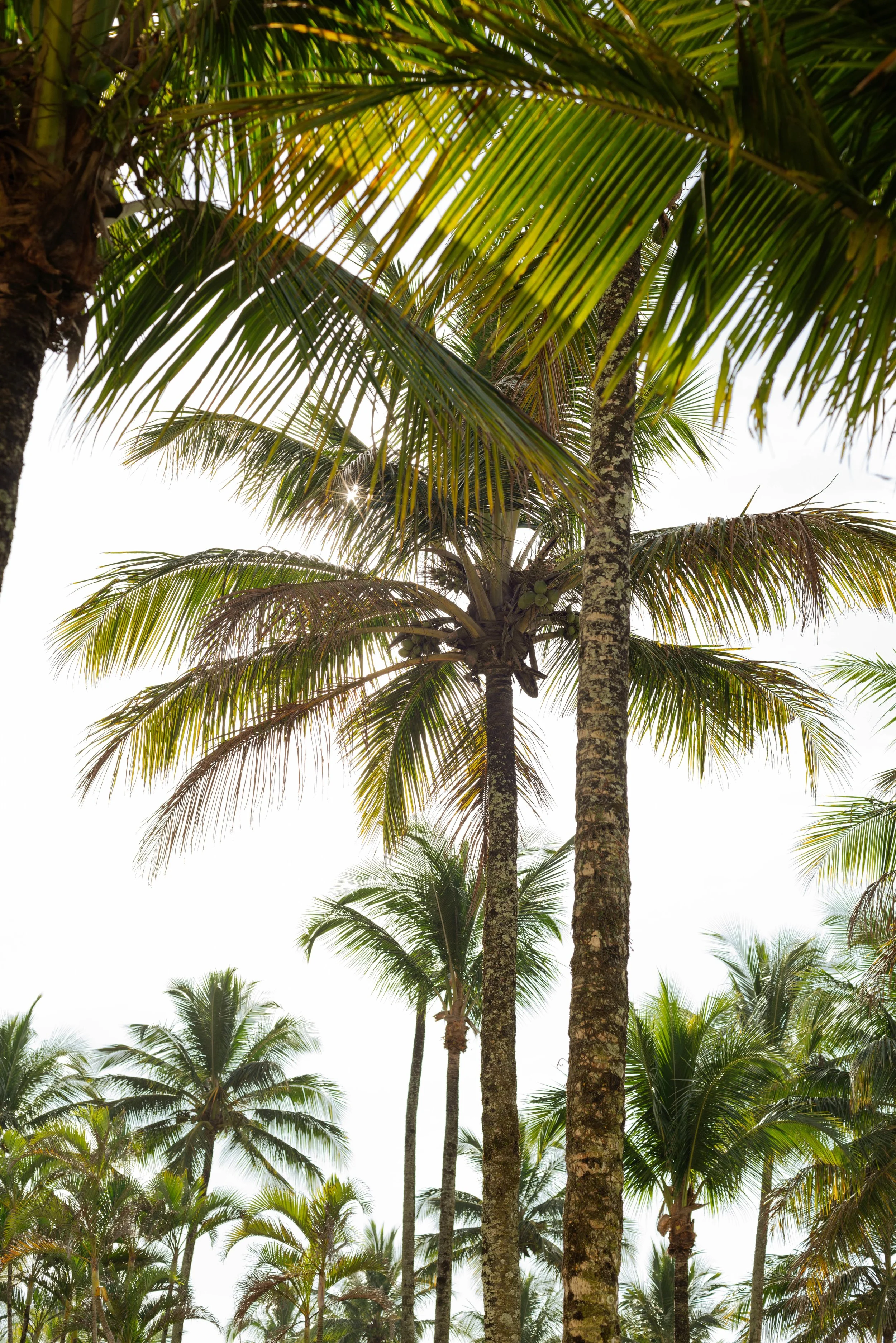 Palm tress