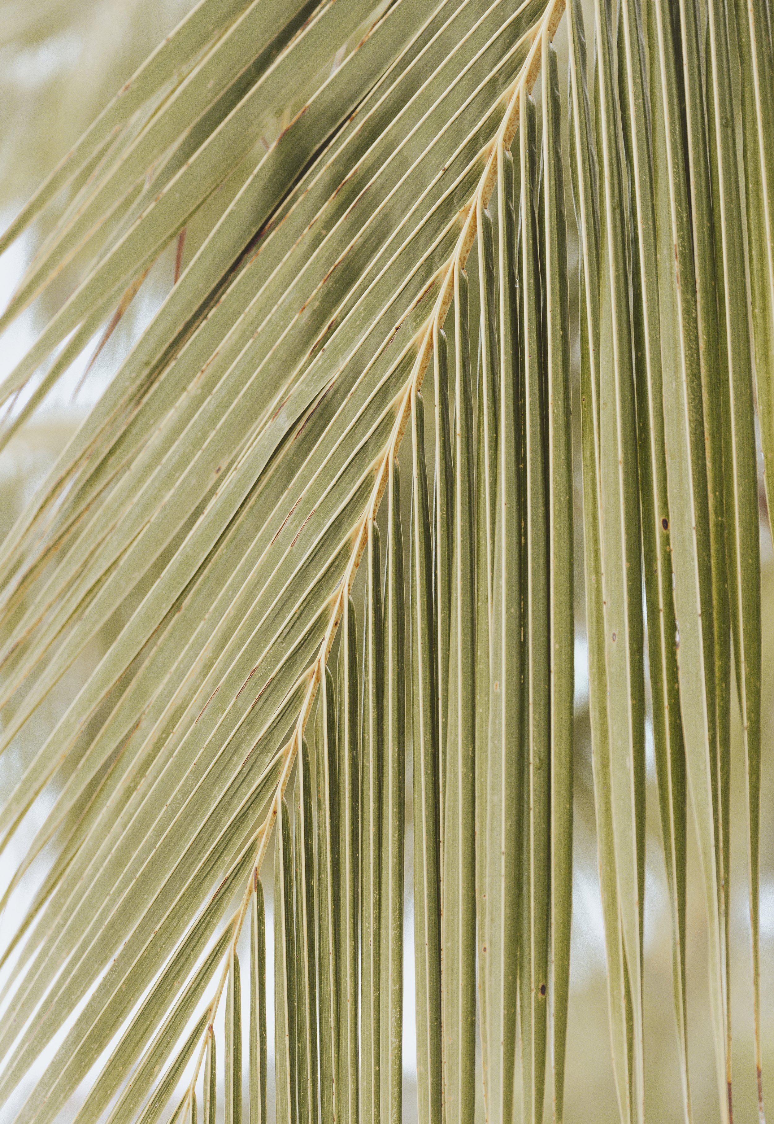 Green Palm Fine Art Print I Australian Made