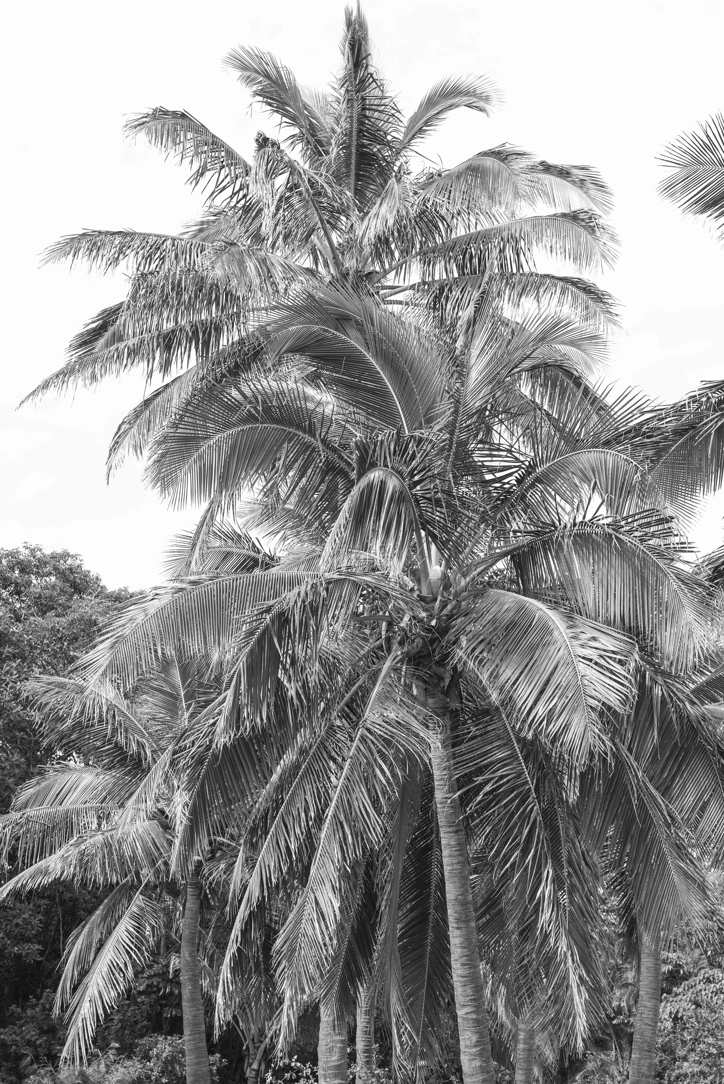 Straddie Palms I Print