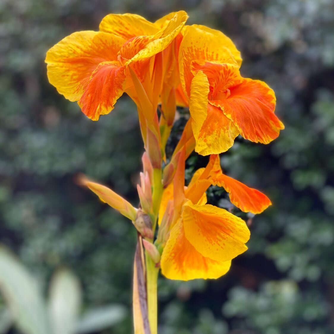 | Canna lily |
This unique type of flower compliments green foliage in outdoor gardens. Their full potential is seen during the summer months #beyondthegate #beyondthegatelandscaping #sydneylandscaper #cannalily #cannalillies