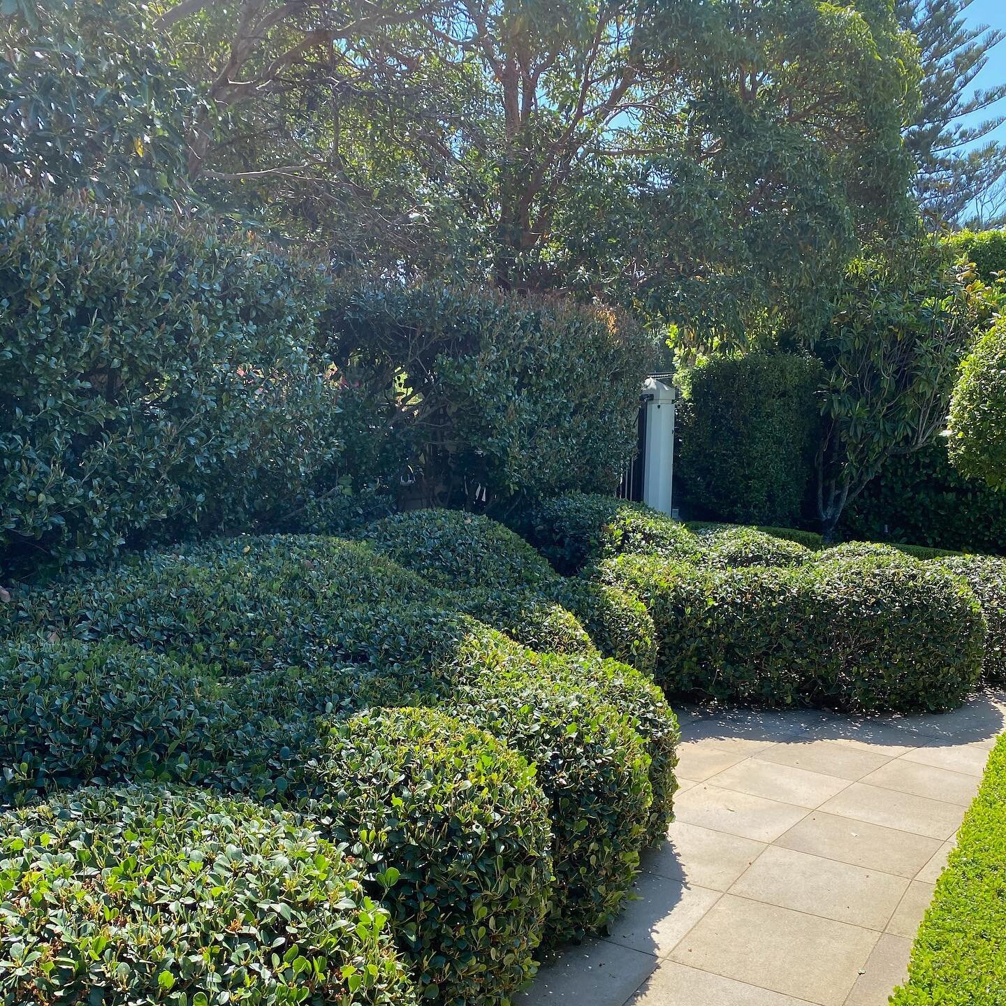 Raphiolepis undulating hedge - garden maintenance at Vaucluse #beyondthegate #beyondthegatelandscaping #gardenmaintenance #hedging #hedges #raphiolepis #raphiolepishedge #undulatinghedges #happyclient