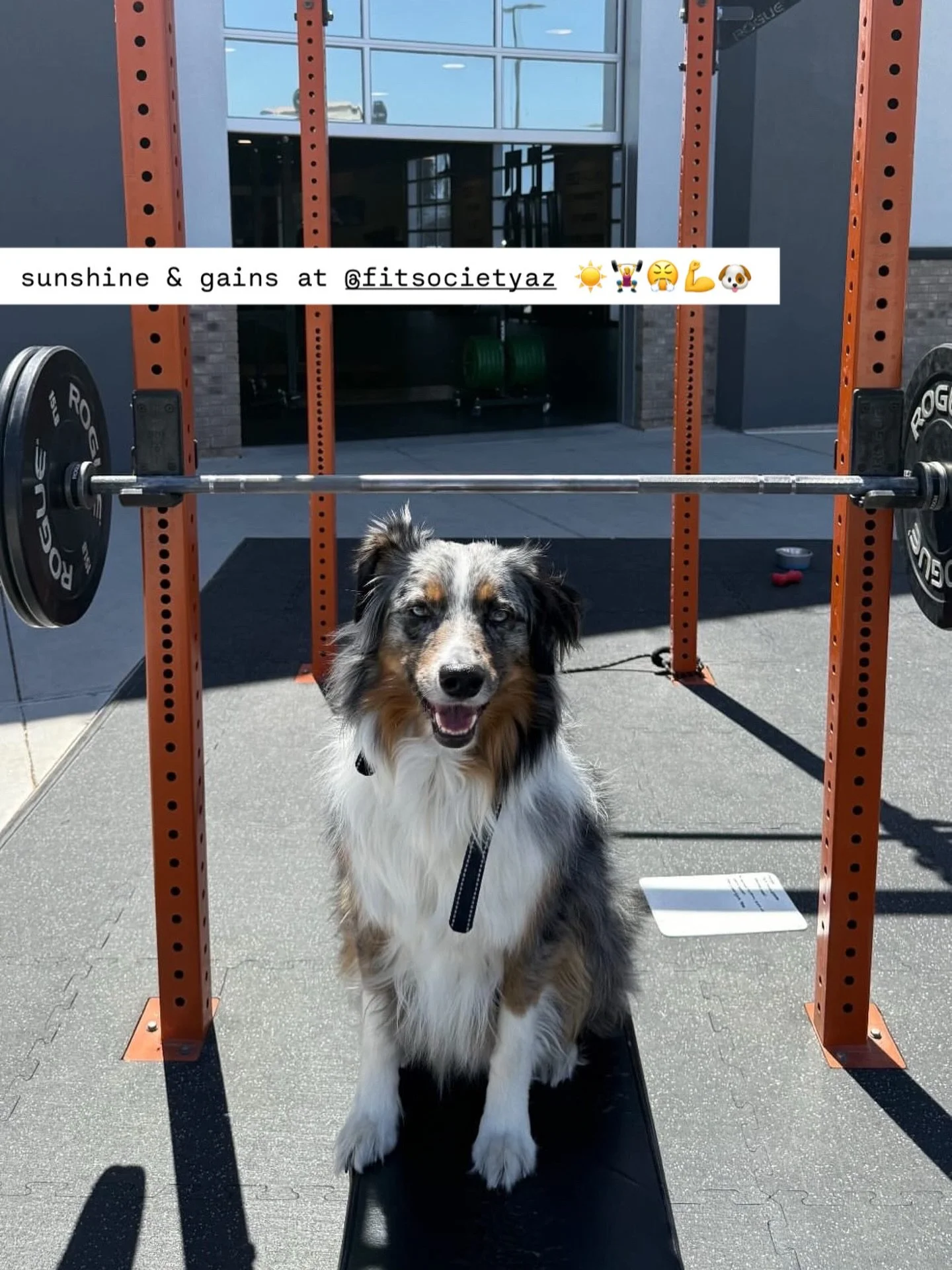 If you know Fit Society&hellip; you know it&rsquo;s pawesome vibes all around 😎🐾