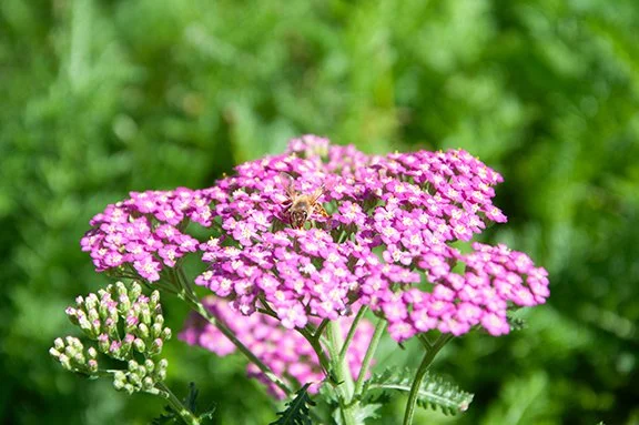 Original Bee on Flowers Image