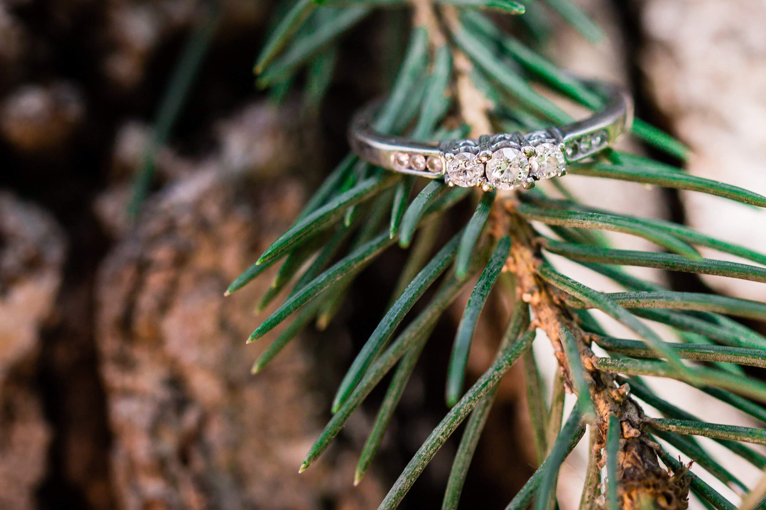 wedding ring on pine branch
