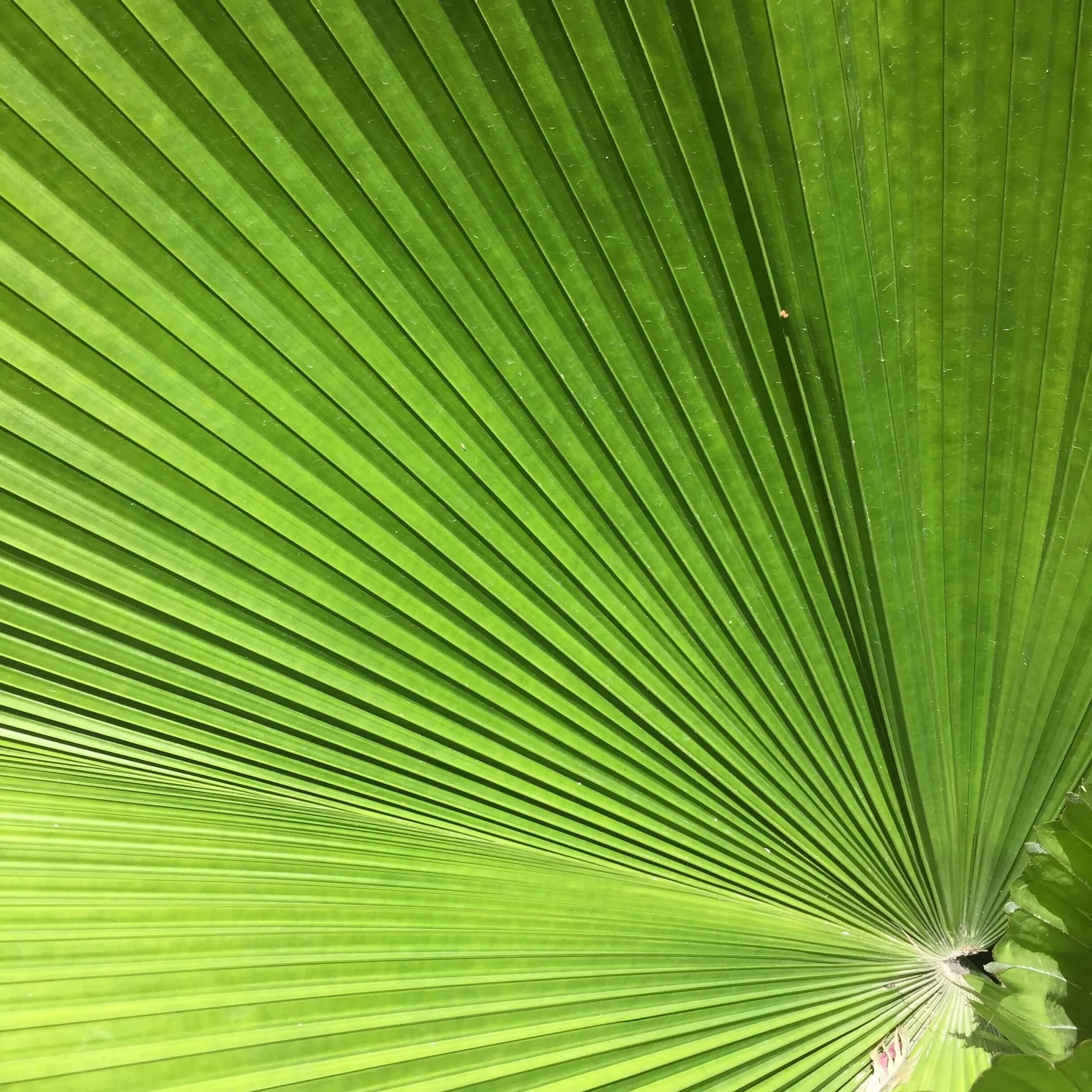 Palm leaf.jpeg