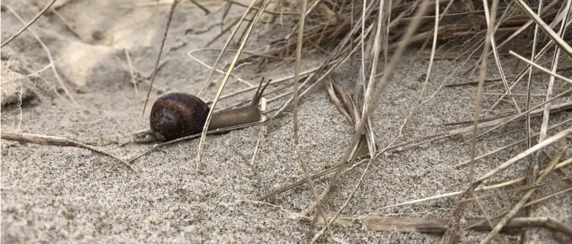A Life Lesson from a Little Creature
