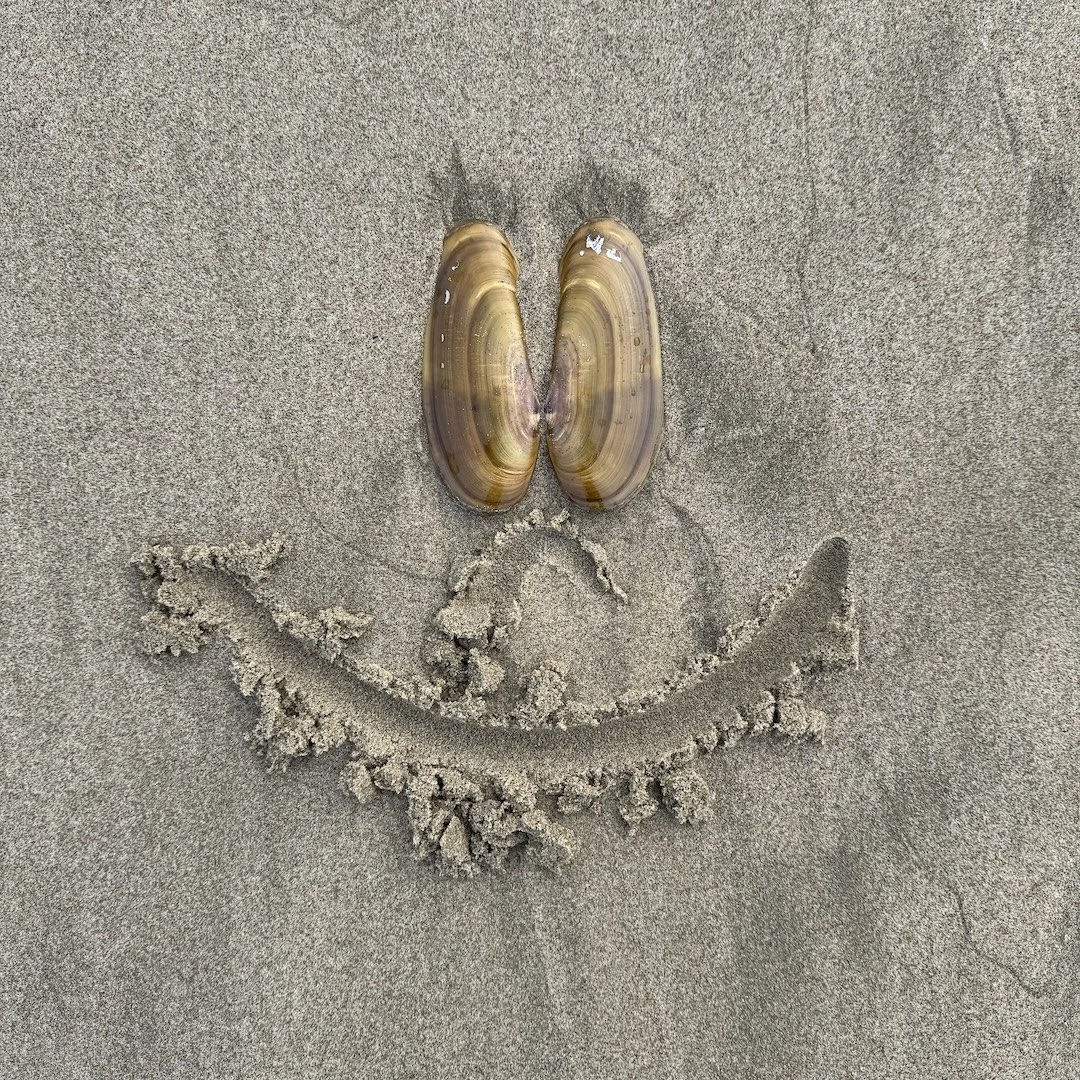 Broken Shells 