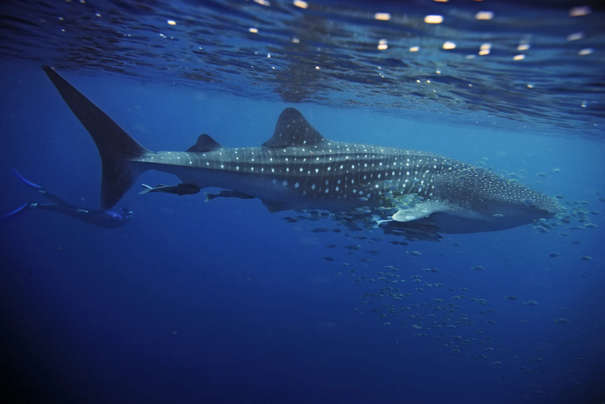 Exmouth Whaleshark.png