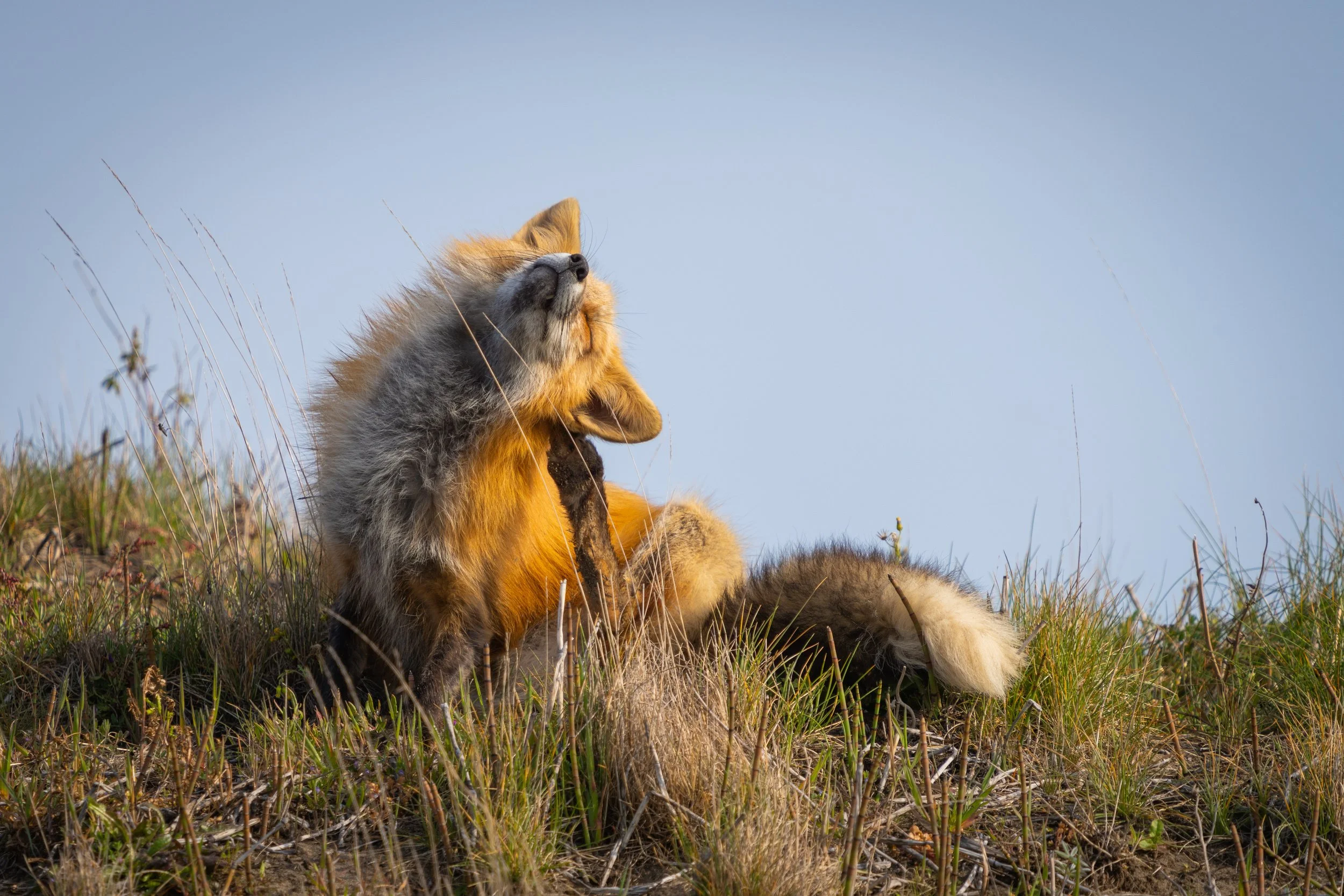 SJI_Foxes_Blog_[2022] -067.JPG