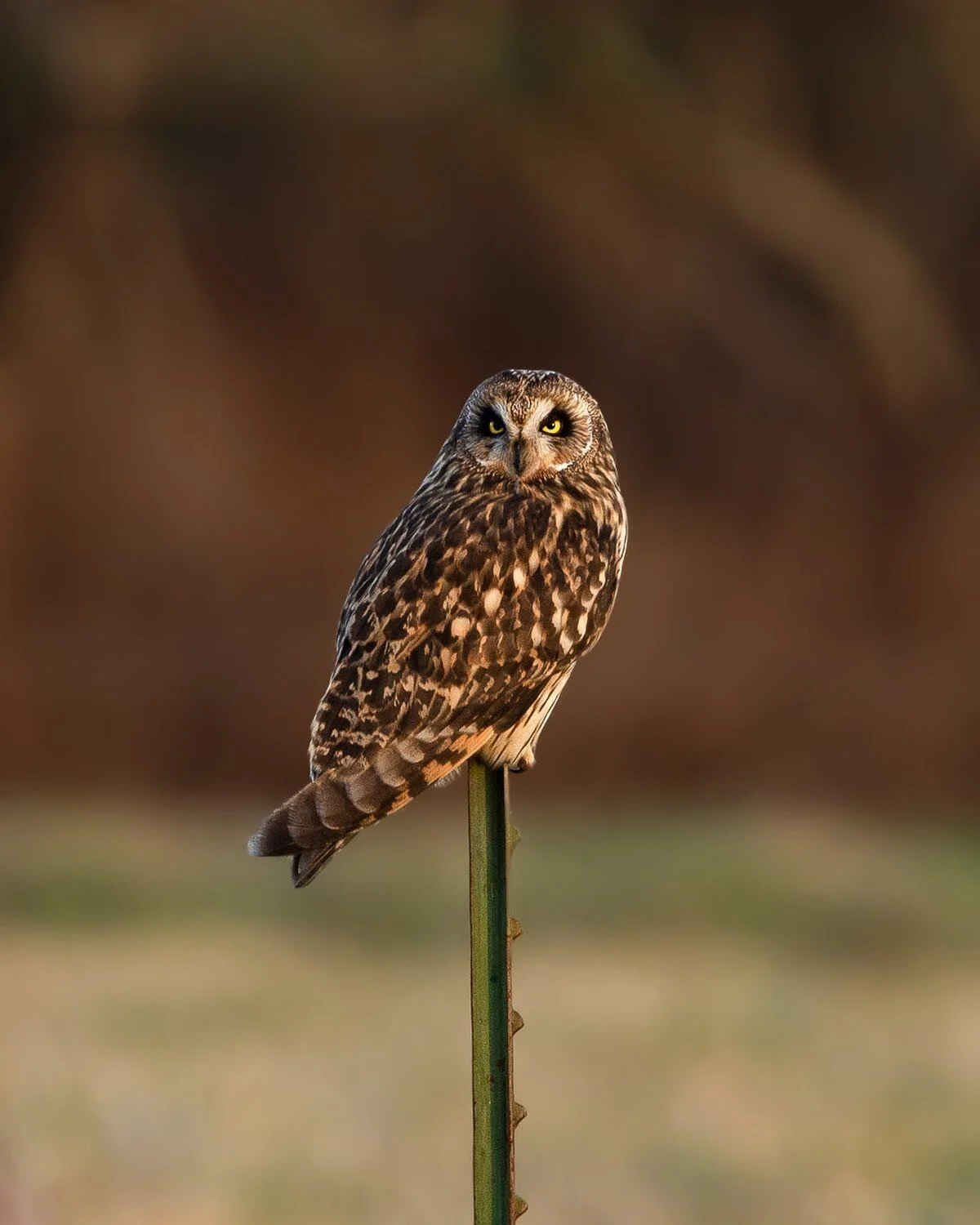 I&rsquo;ve never had the pleasure of photographing Short Eared Owls before. On our way back from snowshoeing, we stopped in the valley to see if we could potentially spot some owls just for kicks. And man, was it a sight to see. We shared a couple ac