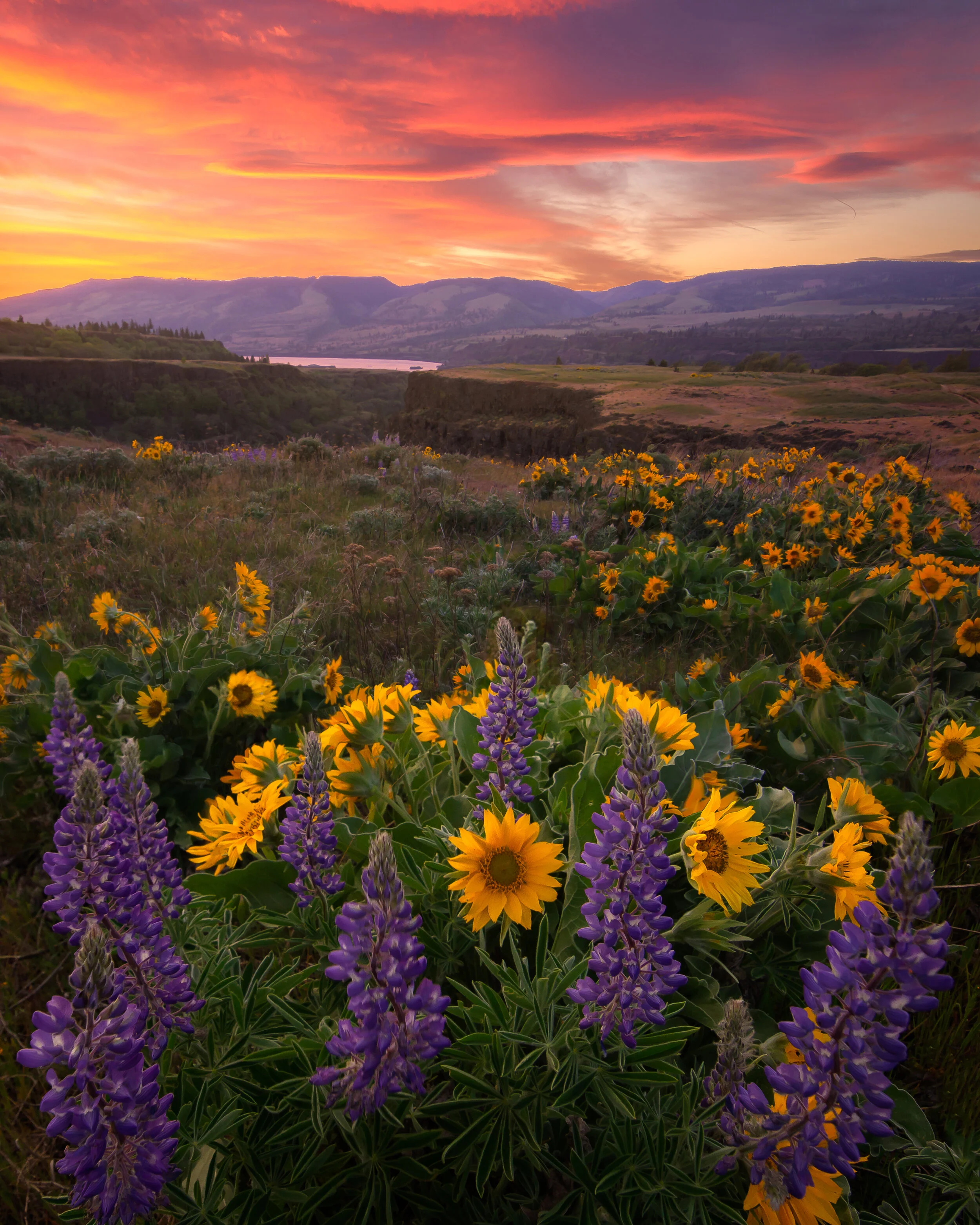 Wildflower Inferno