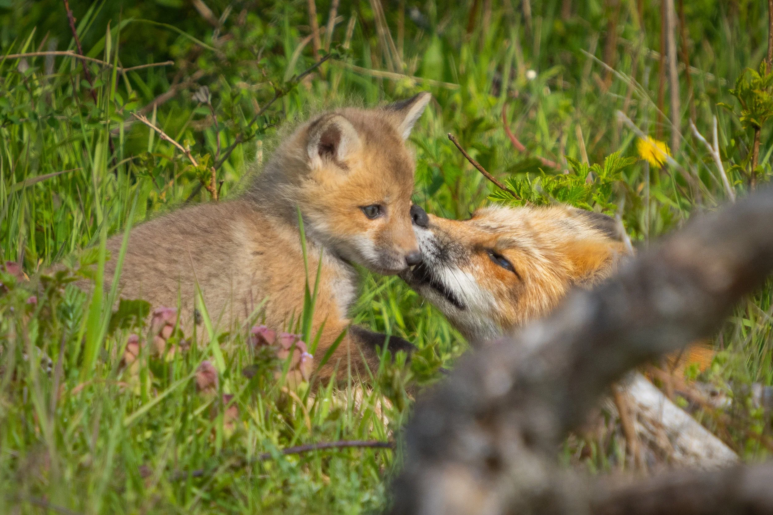The Subtle Life of Foxes