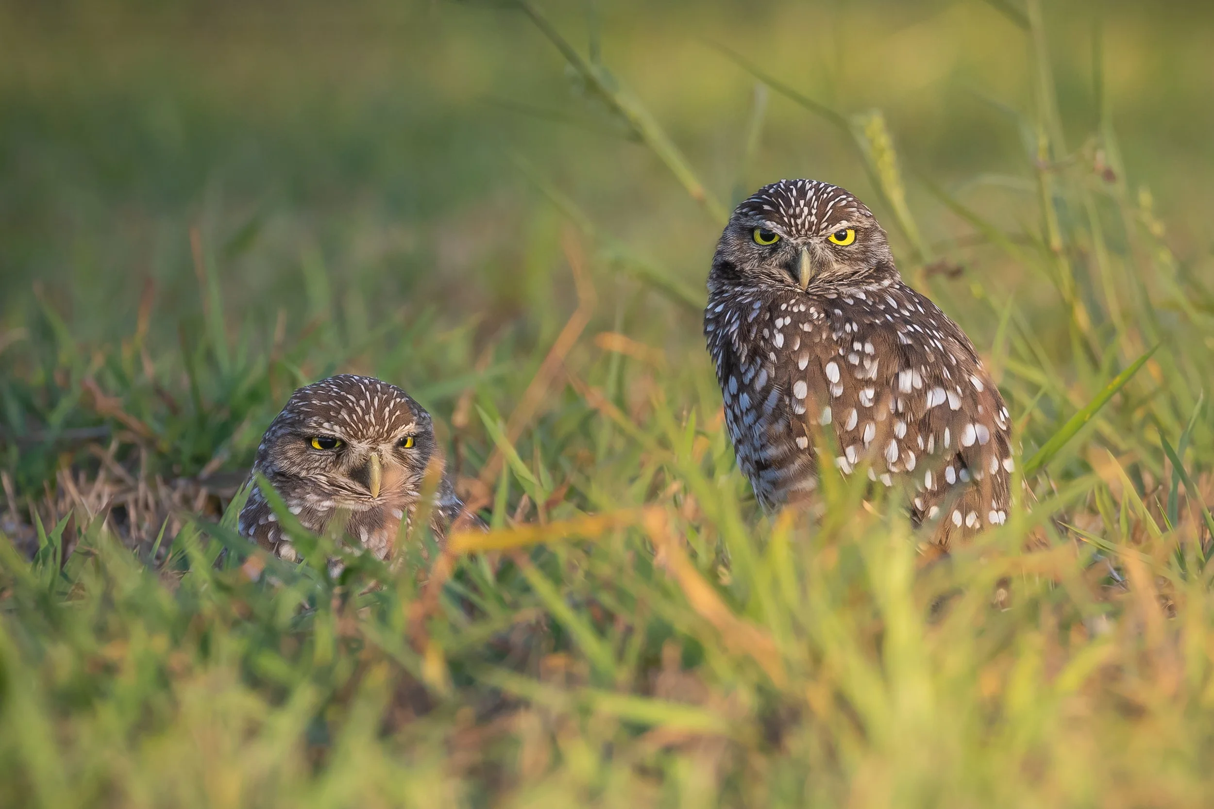 Wildlife