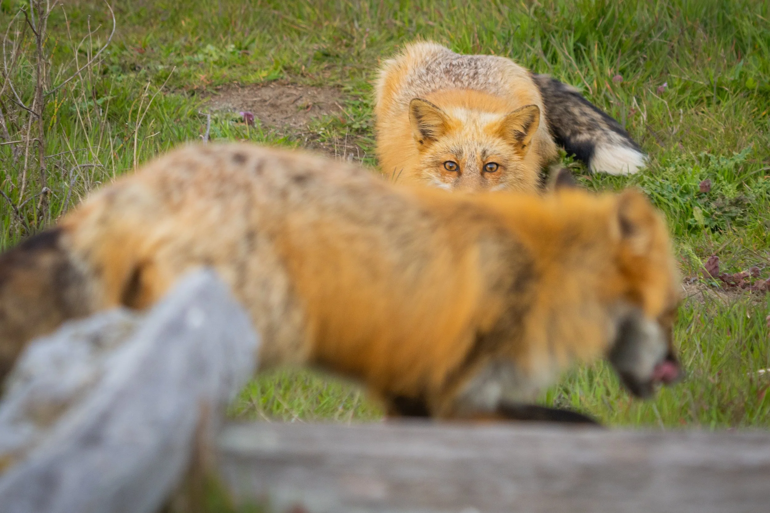 SJI_Foxes_Blog_[2022] -051.JPG