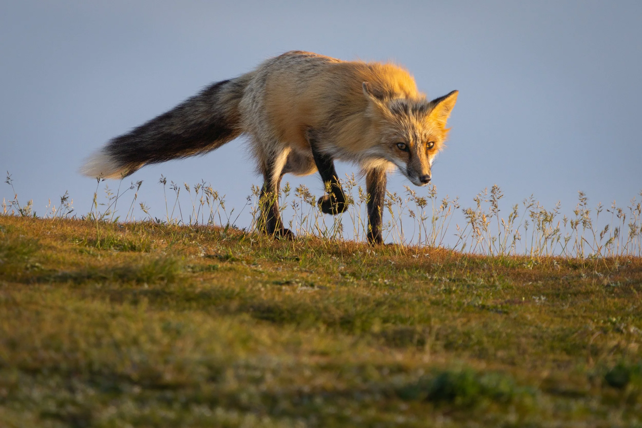 SJI_Foxes_Blog_[2022] -003.JPG