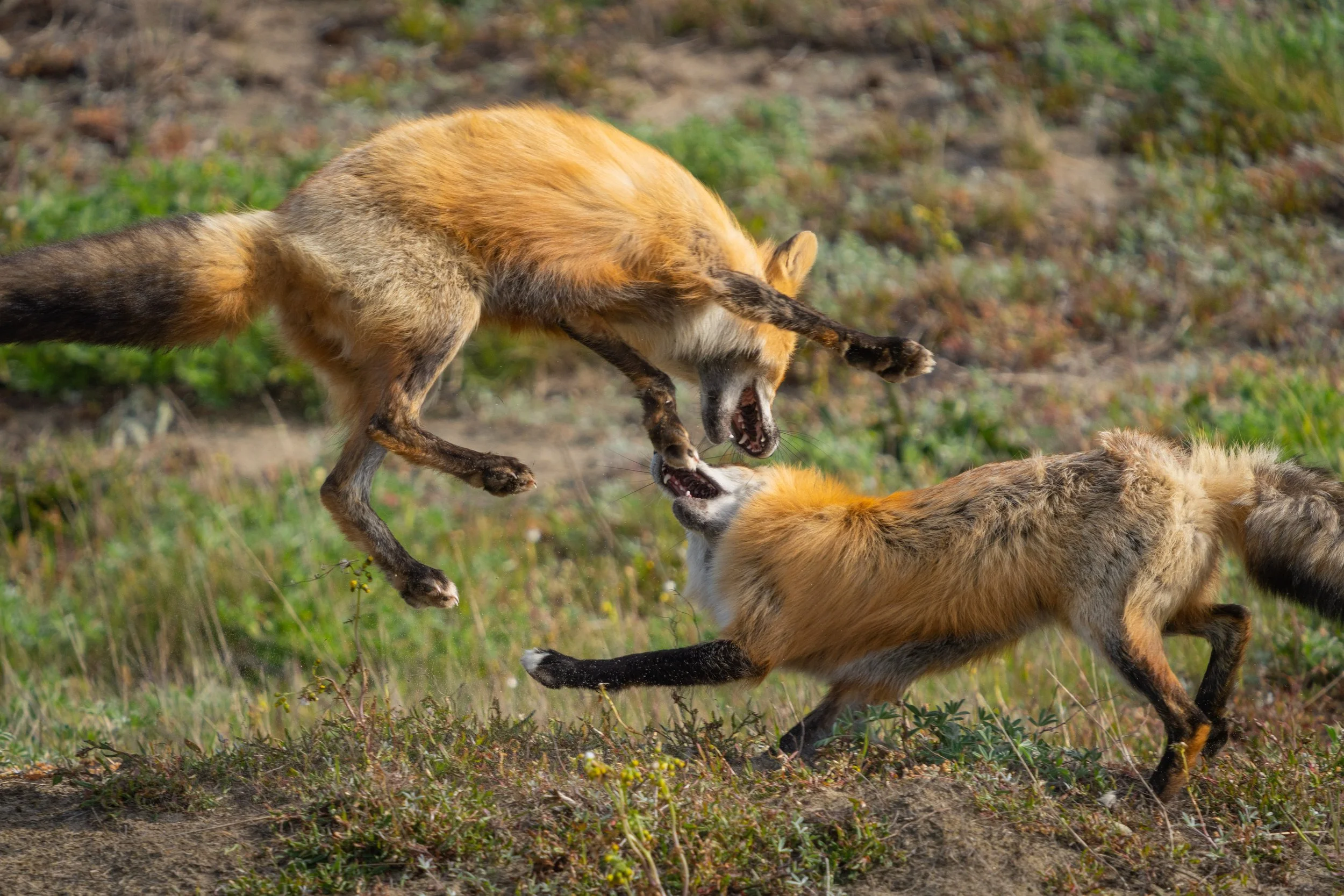 SJI_Foxes_Blog_[2022] -074.JPG