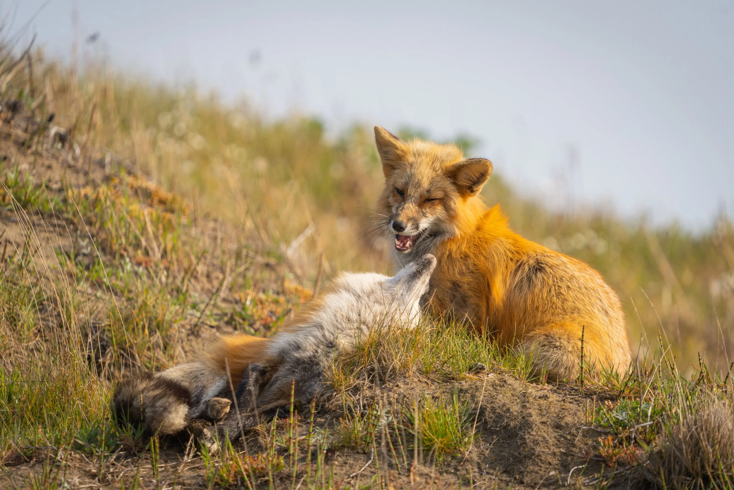 SJI_Foxes_Blog_[2022] -068.JPG