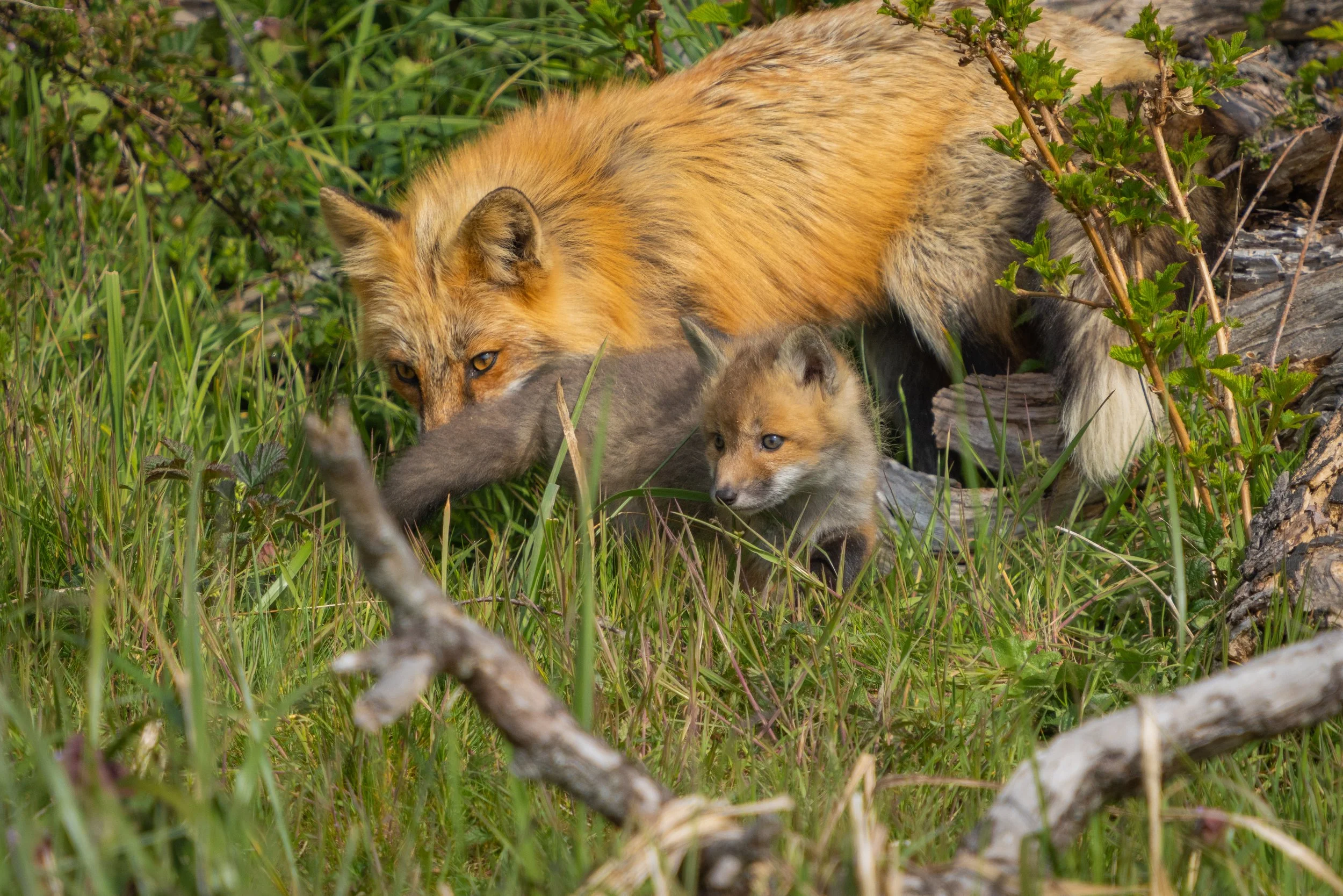 SJI_Foxes_Blog_[2022] -078.JPG