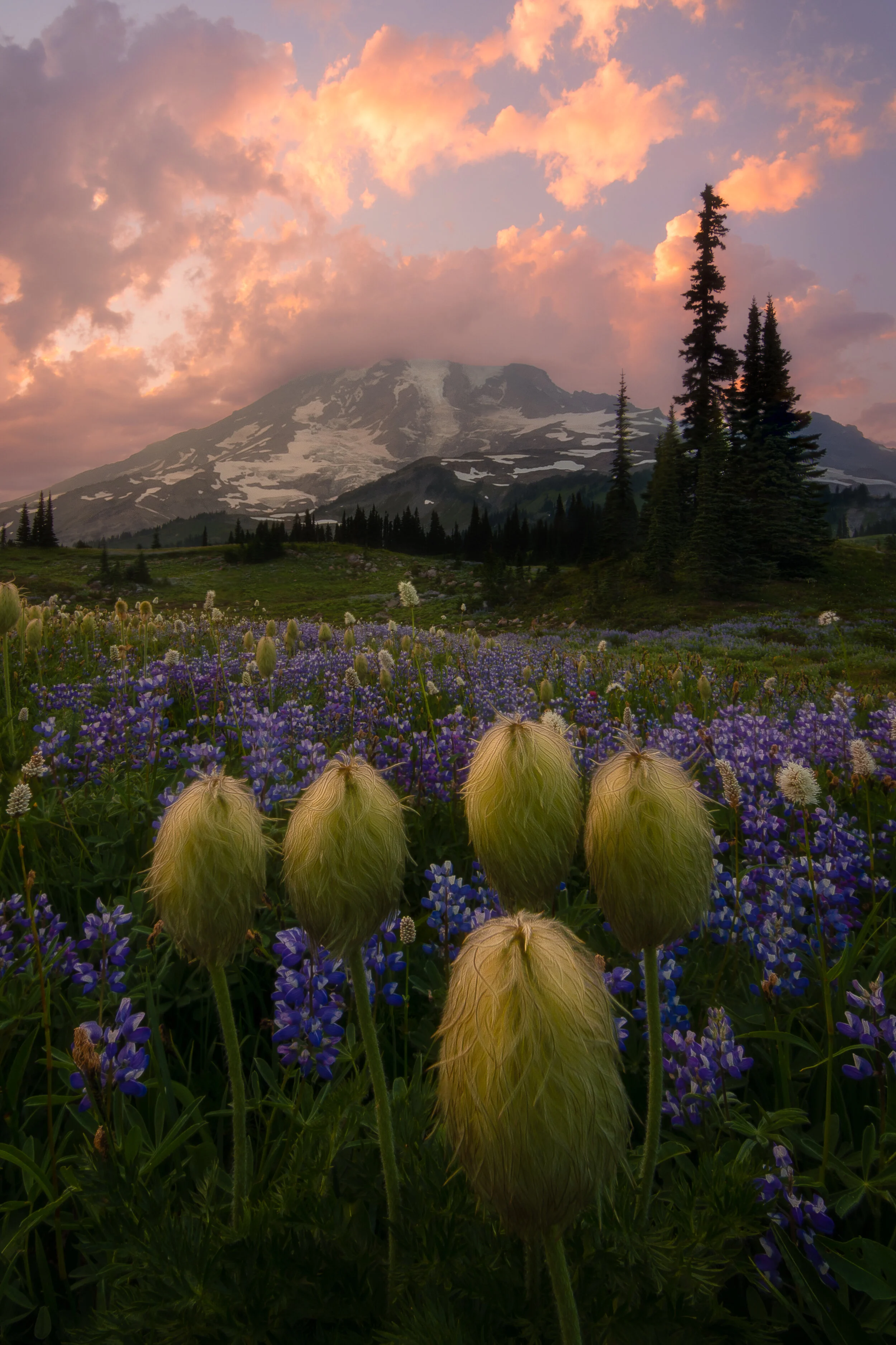 Mt Rainier Wildflower Sunset v2.jpg