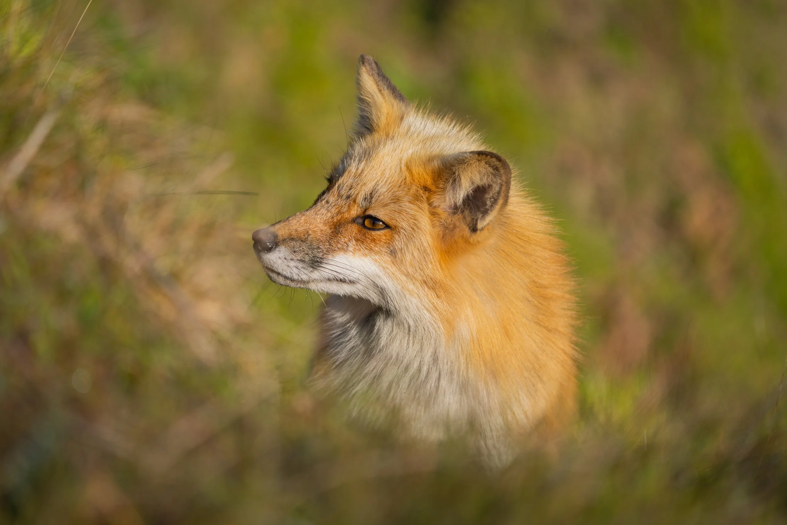 SJI_Foxes_Blog_[2022] -008.JPG