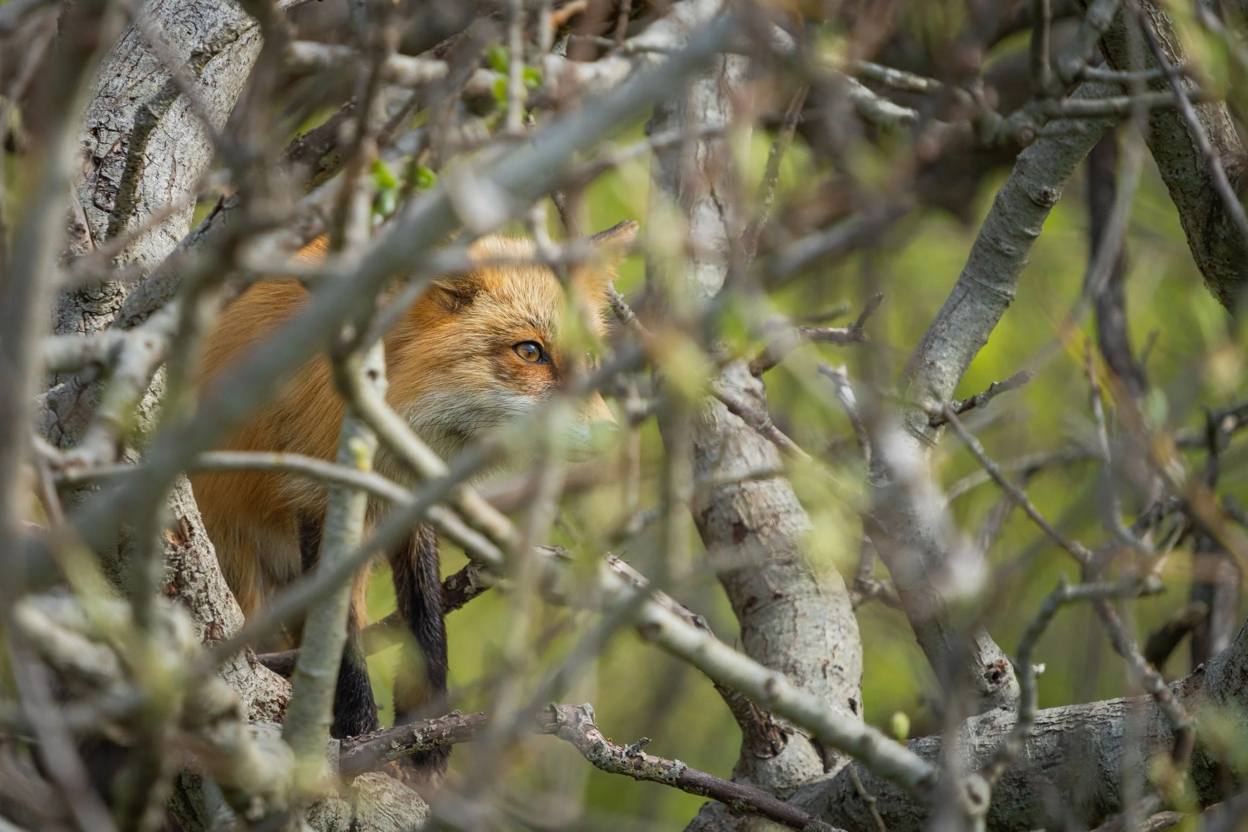 SJI_Foxes_Blog_[2022] -018.JPG