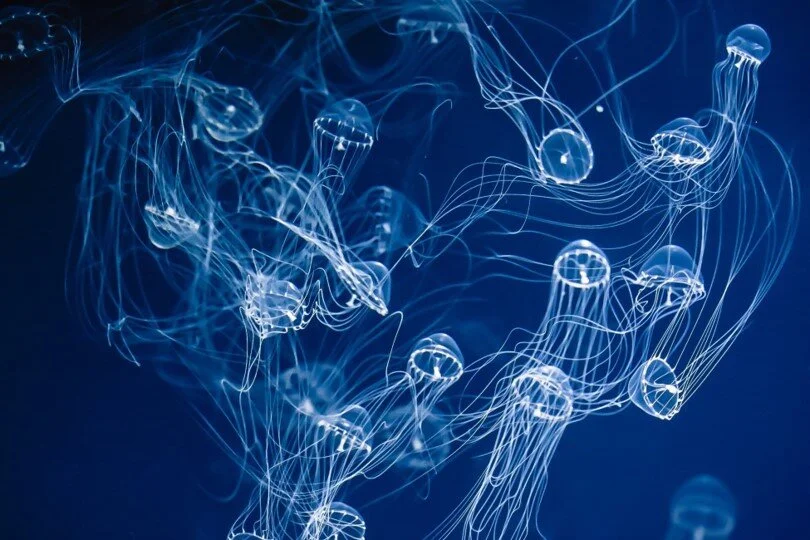 jellyfish - biomimicry.jpg