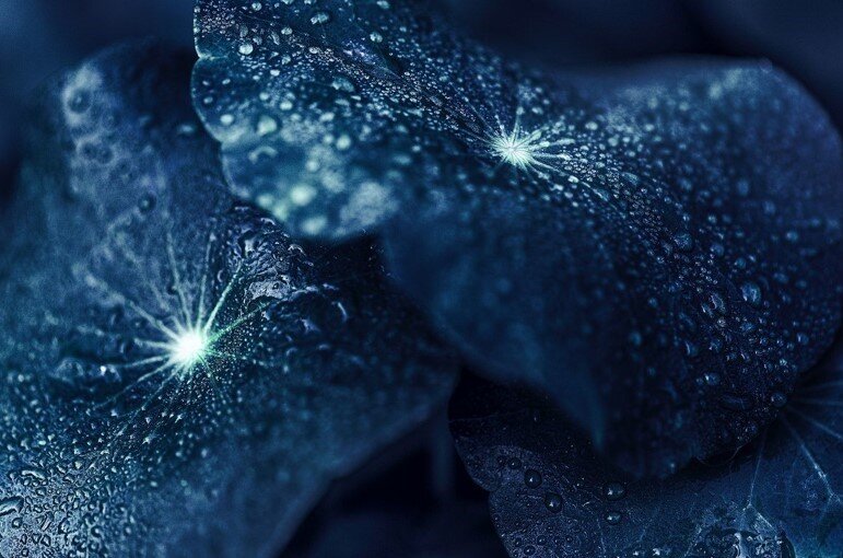 Leaves - FutureWorld.jpg
