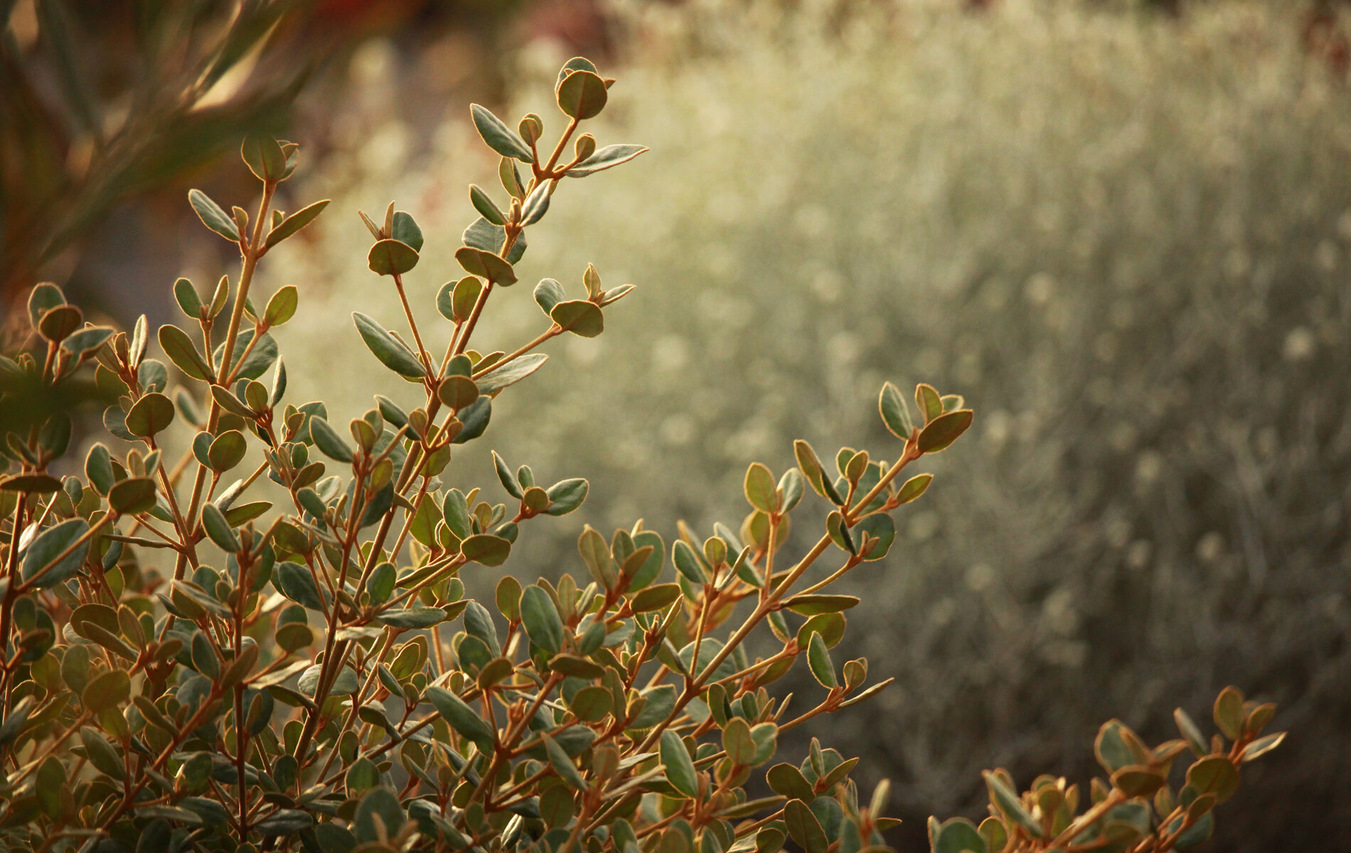 greener-garden-company-904pg.jpg