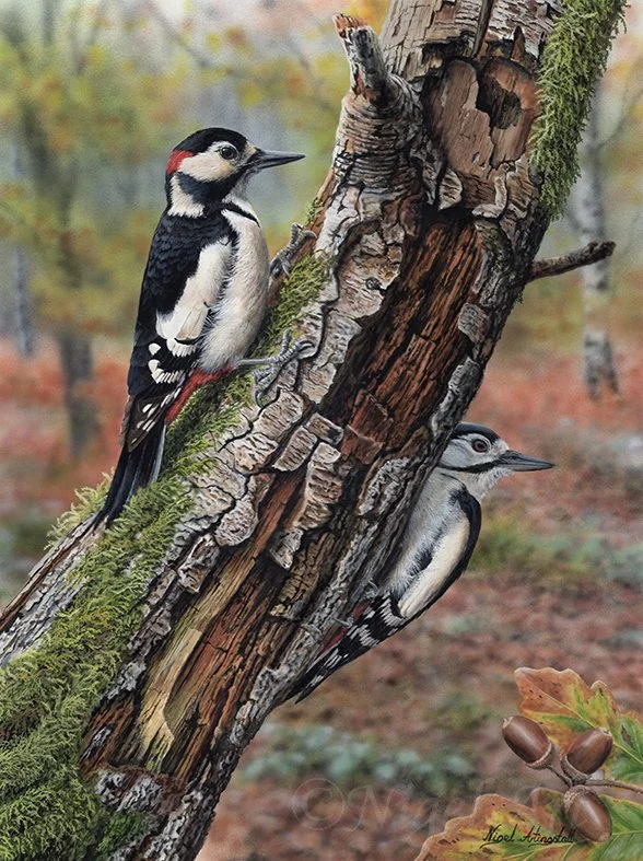 Great Spotted Woodpeckers (On Autumn Oak 8156 copy.jpg