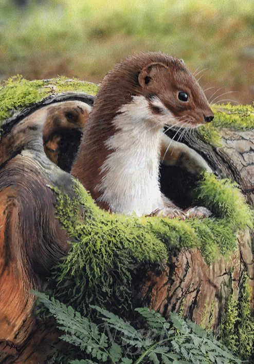 Hide and Seek ( Weasels and Wood Mouse) — Nigel Artingstall