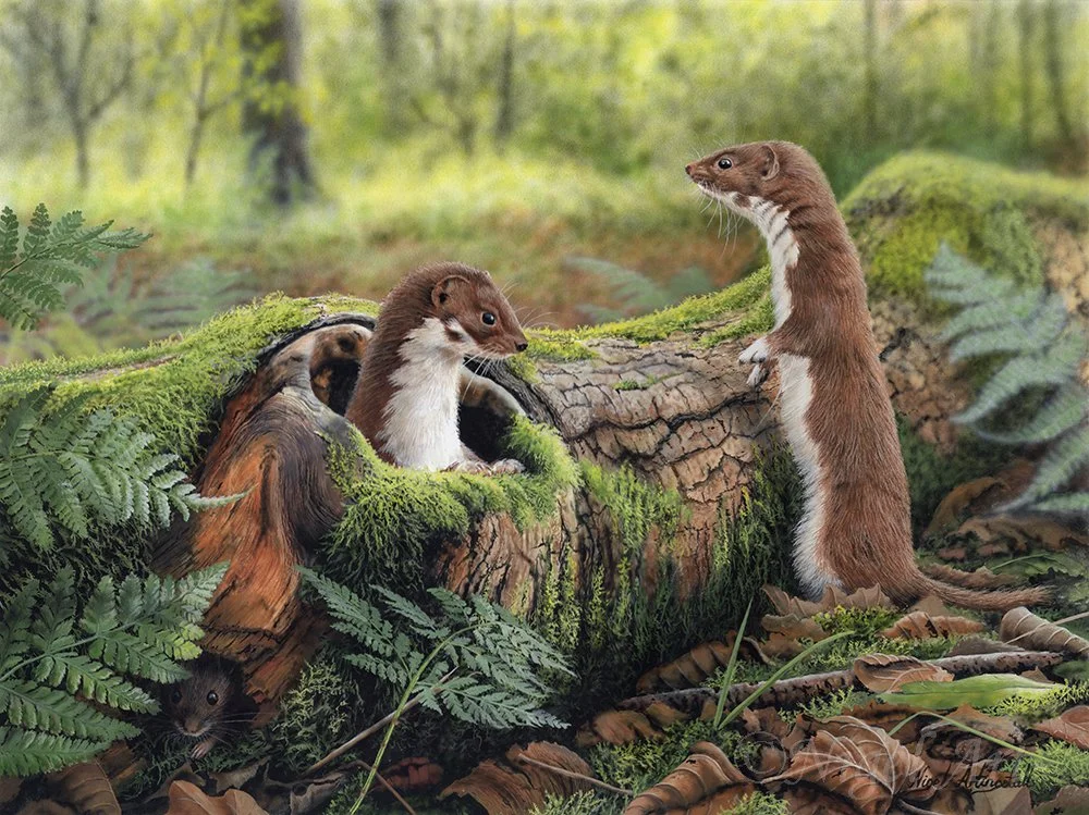 Weasels painting title (Hide and Seek) by wildlife artist Nigel Artingstall (2).jpg