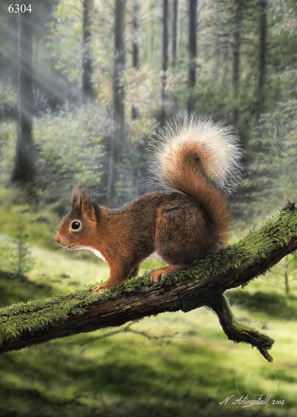 Red Squirrel — Nigel Artingstall