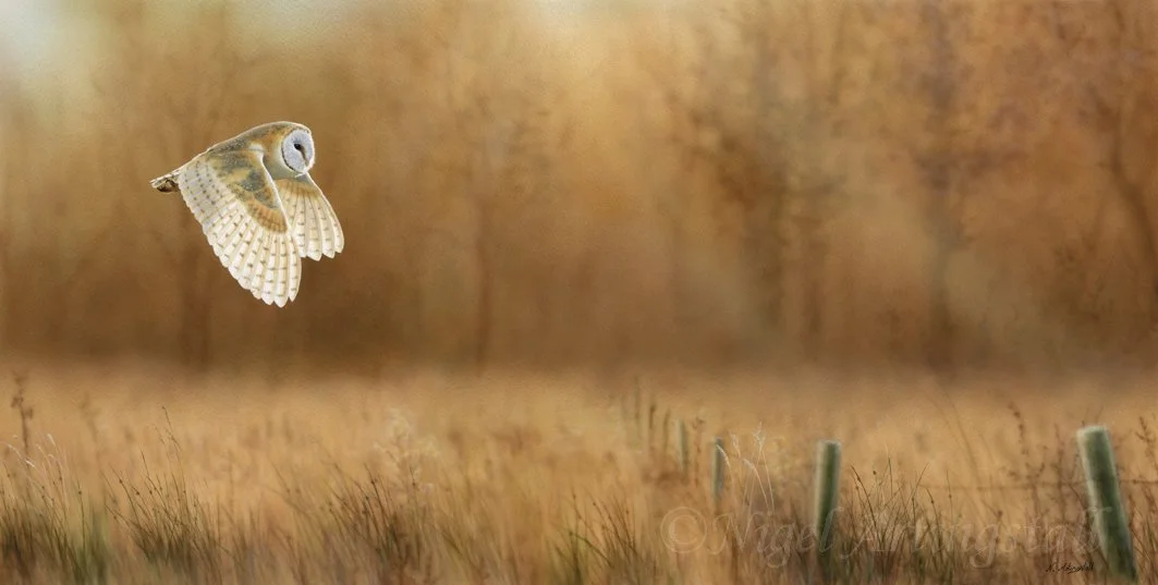 Over Evening Meadows 5453 copy.jpg