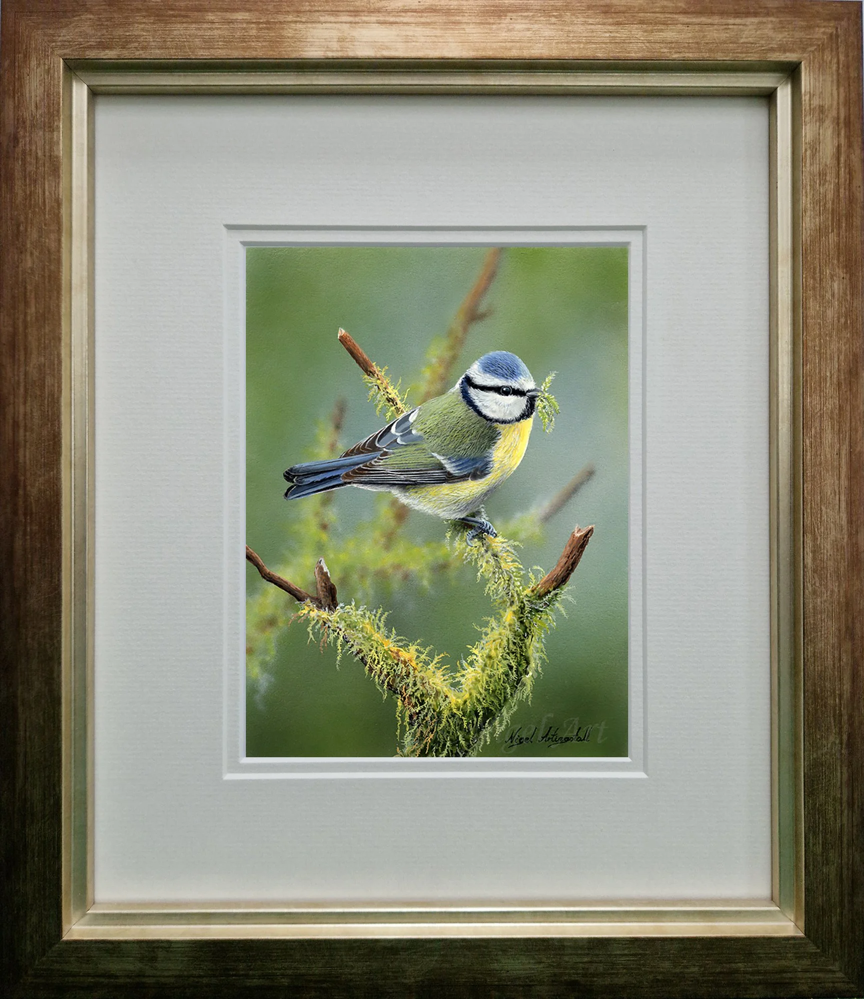 Blue Tit painting 0856 By British-Wildlife Artist Nigel Artingstall.jpg
