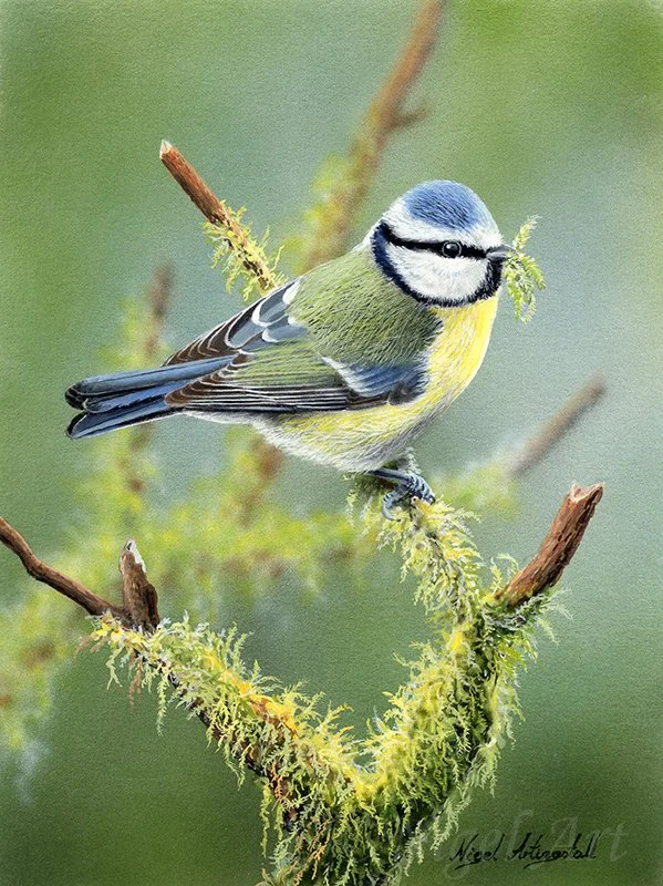Blue Tit 8056  copy.jpg