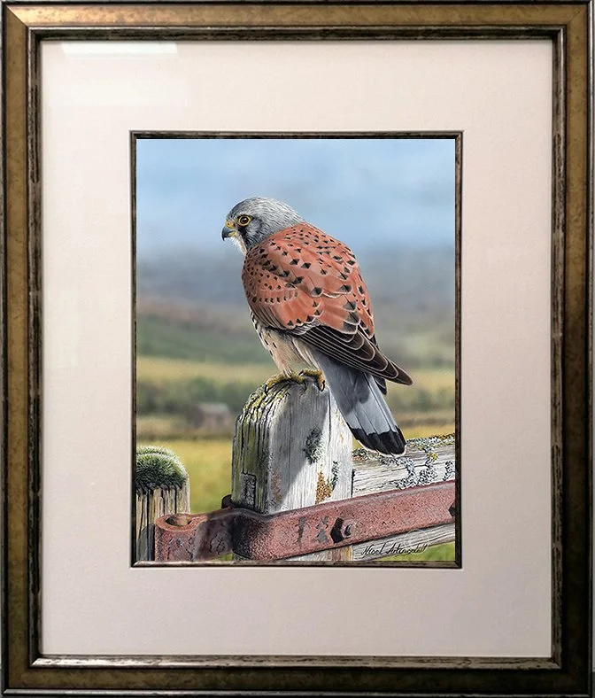 Kestrel painting By Wildlife Artist Nigel Artingstall Ref. 8656.jpg