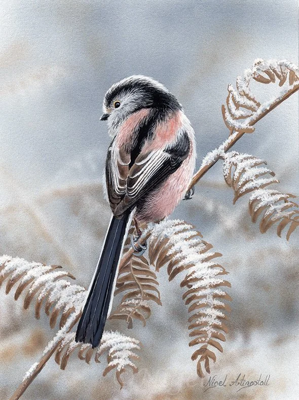 Long-Tailed Tit 9856 copy.jpg