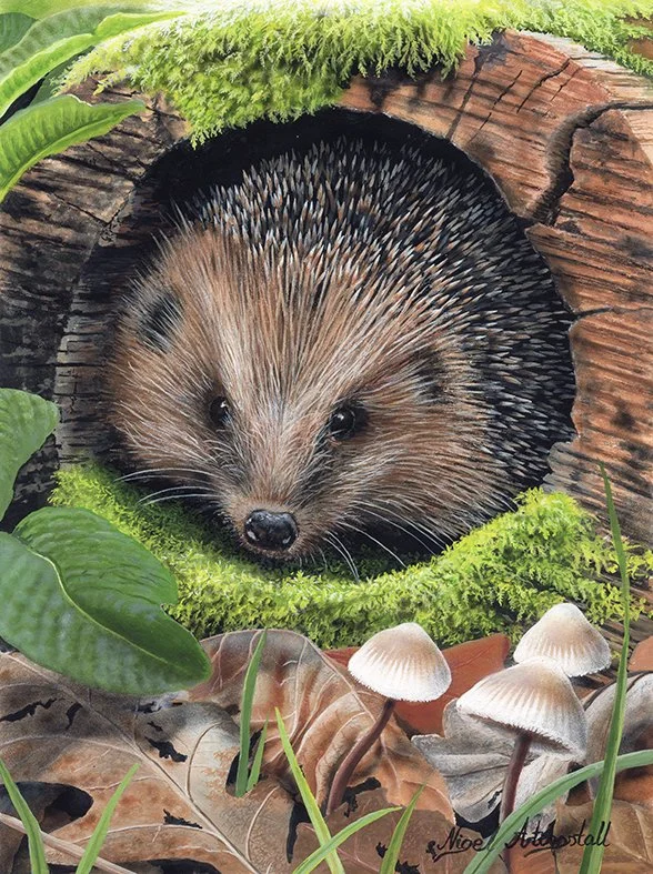 Hedgehog 9256  copy.jpg