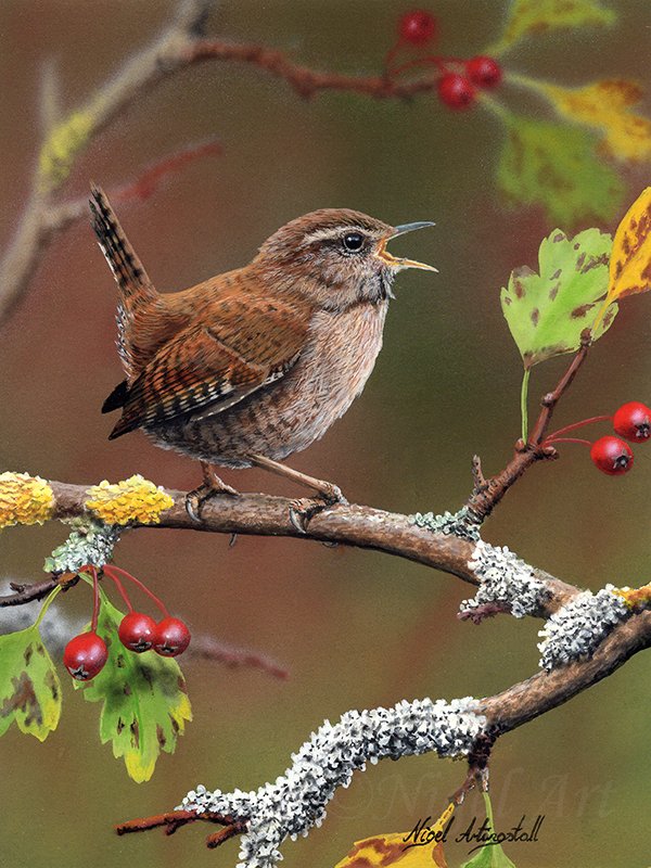 Wren 7956  copy.jpg