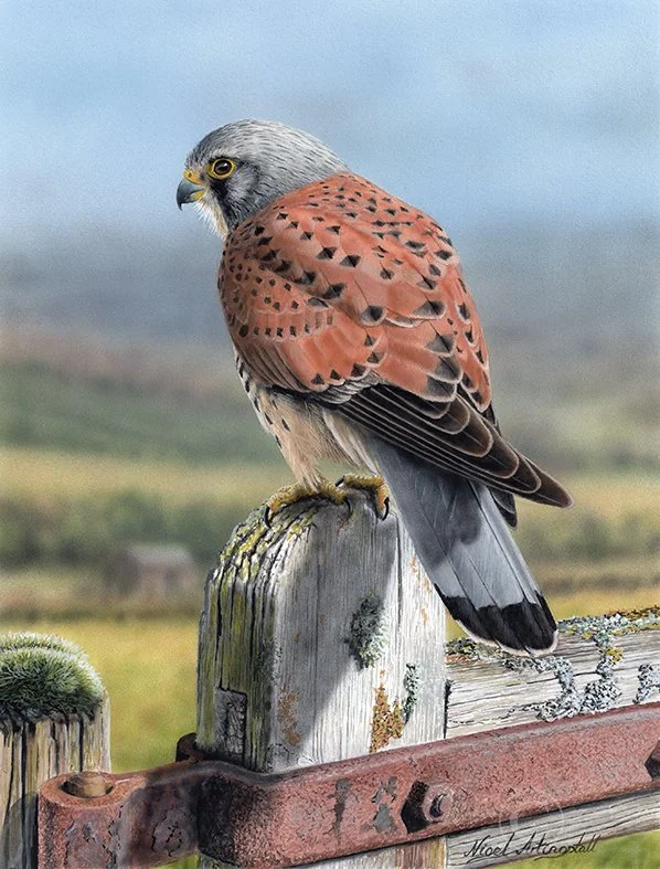 Kestrel painting by wildlife artist Nigel Artingstall Ref. 8656.jpg
